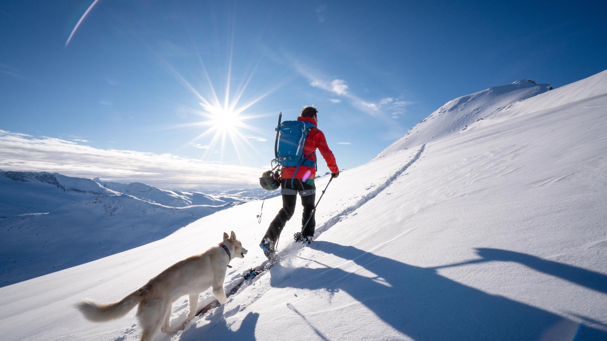 A man ascending a mountain in Jotunheimen on skis accompanied by a dog a sunny winter day. Eastern Norway.