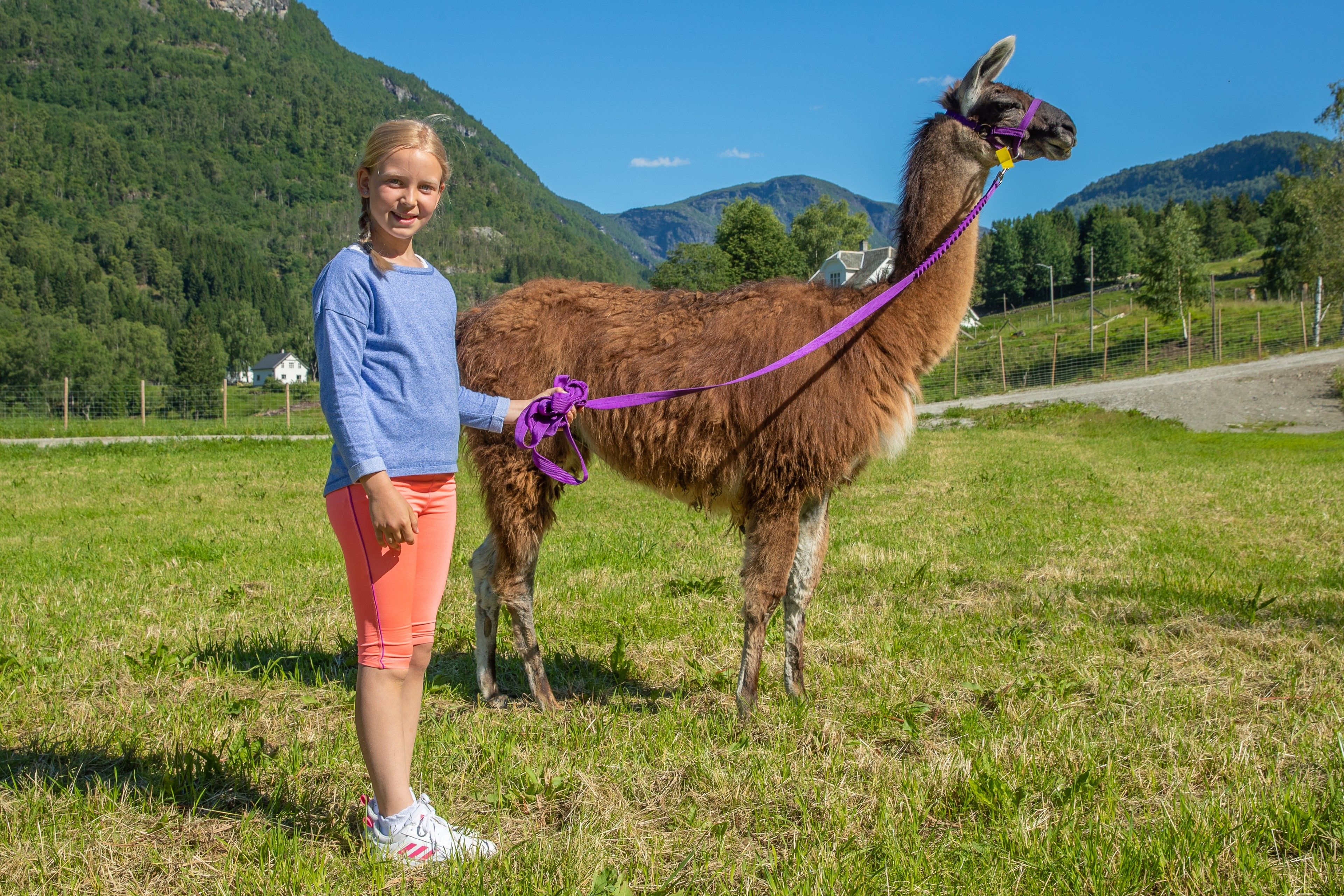 A child leading a llama in a lush green valley