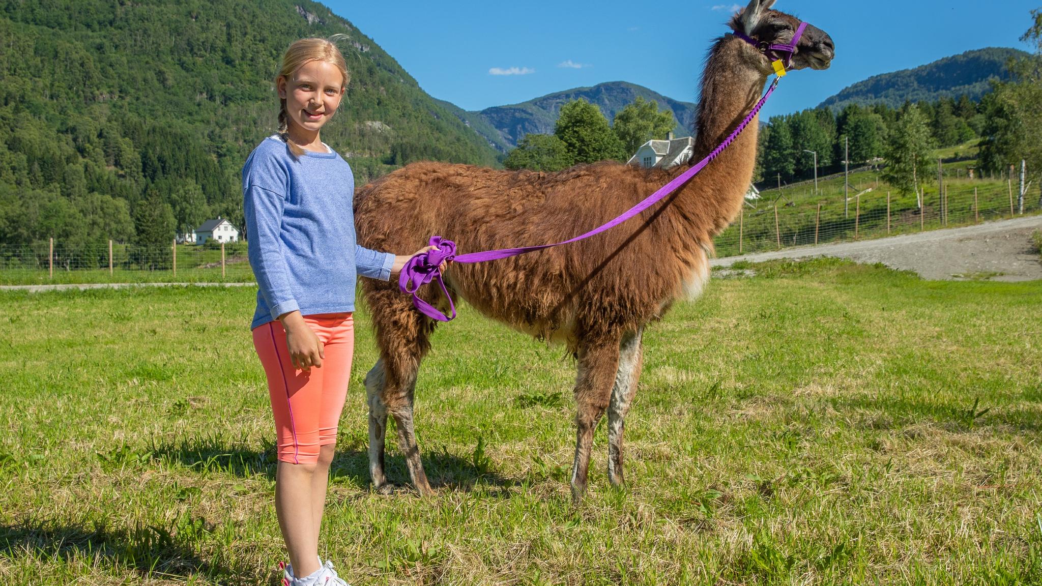 A child leading a llama in a lush green valley