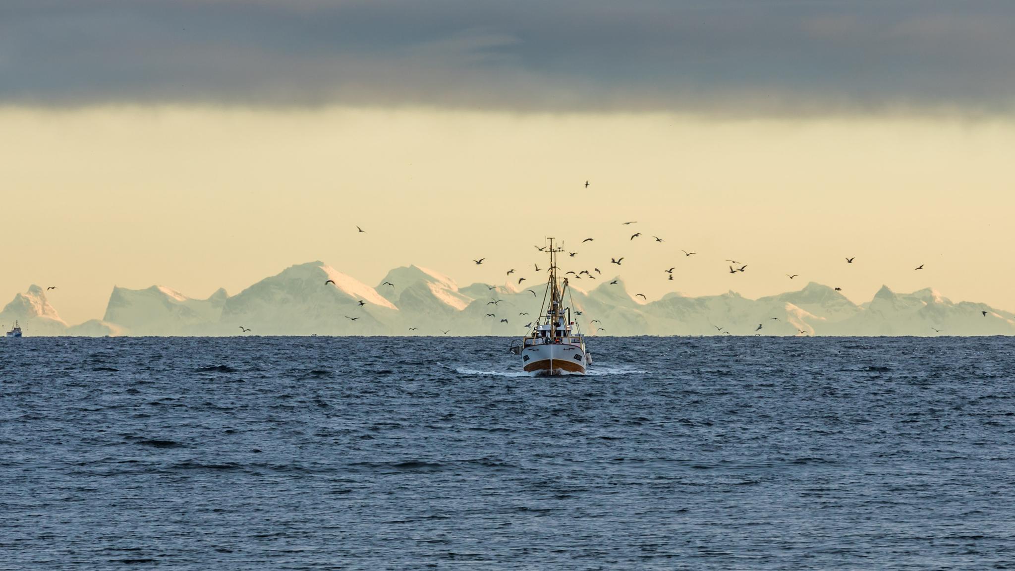 A fishing boat on the sea with snowcapped mountains in the background in Lofoten in Northern Norway
