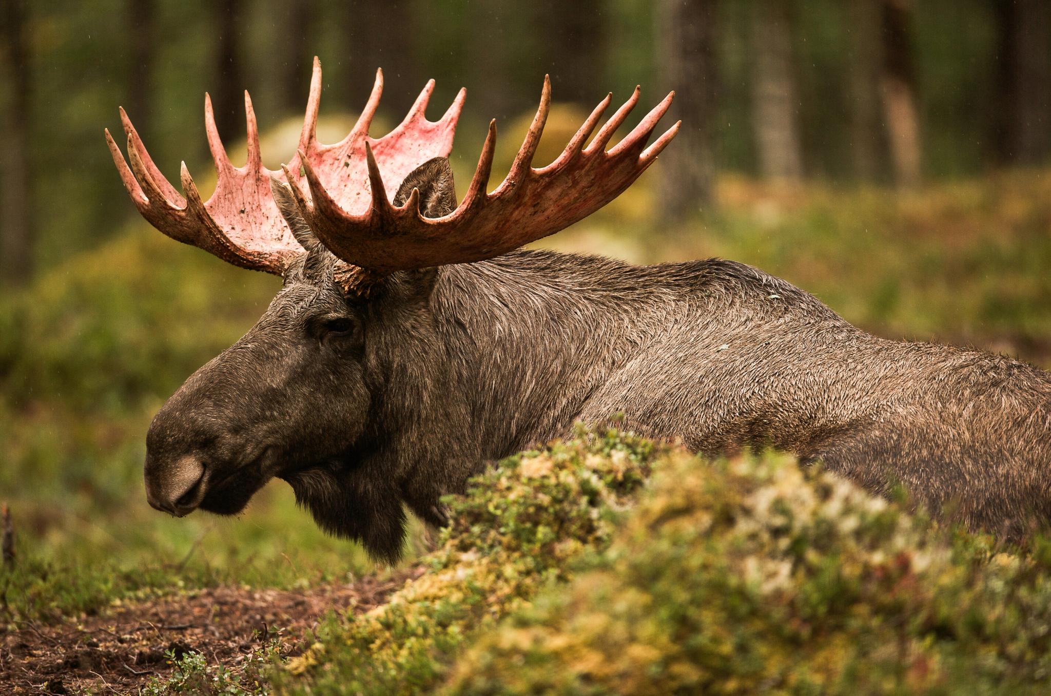 En elg som ligger på bakken i skogen