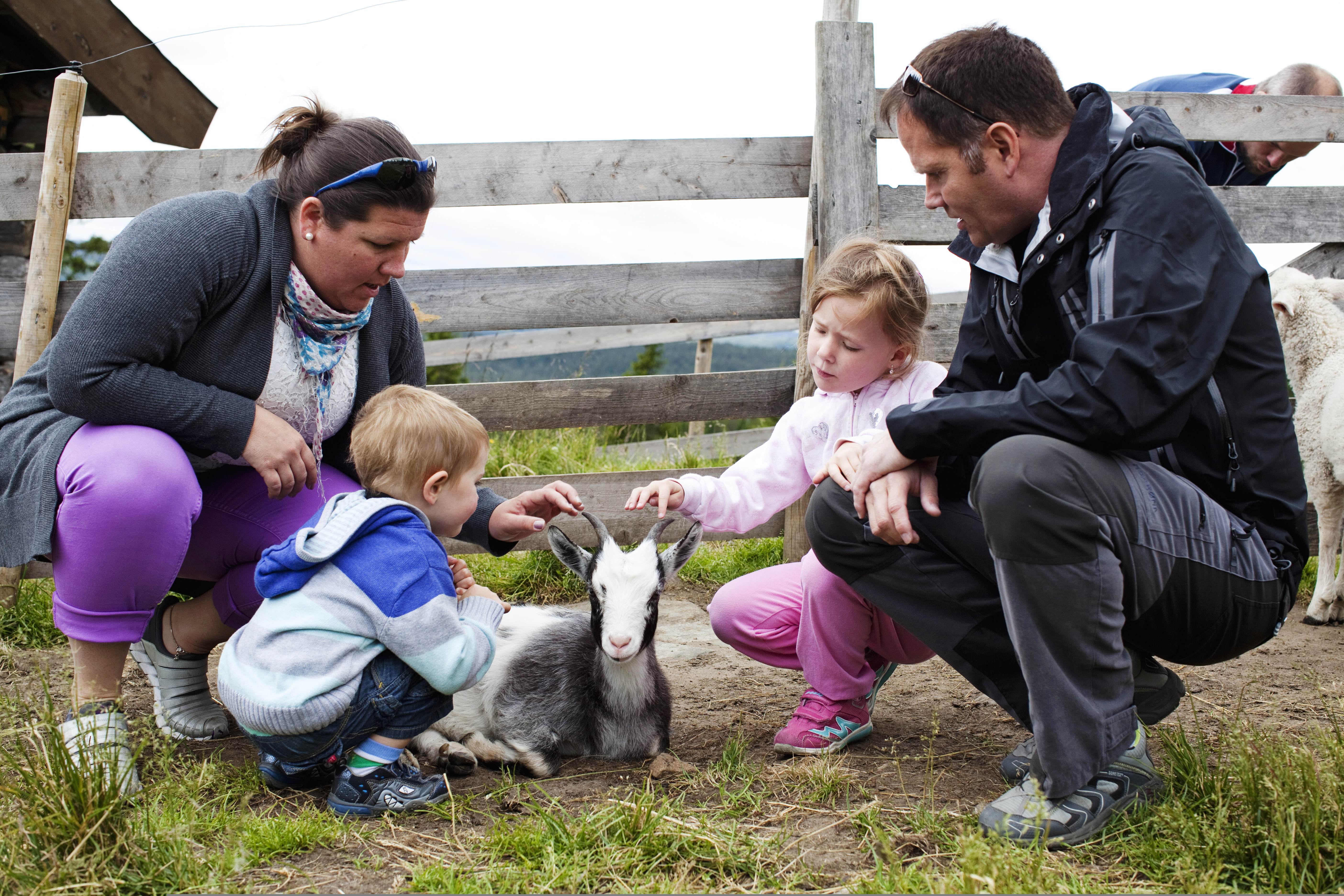 A family petting farm animals at Håvardsrud summer farm in Rjukan in Telemark, Eastern Norway