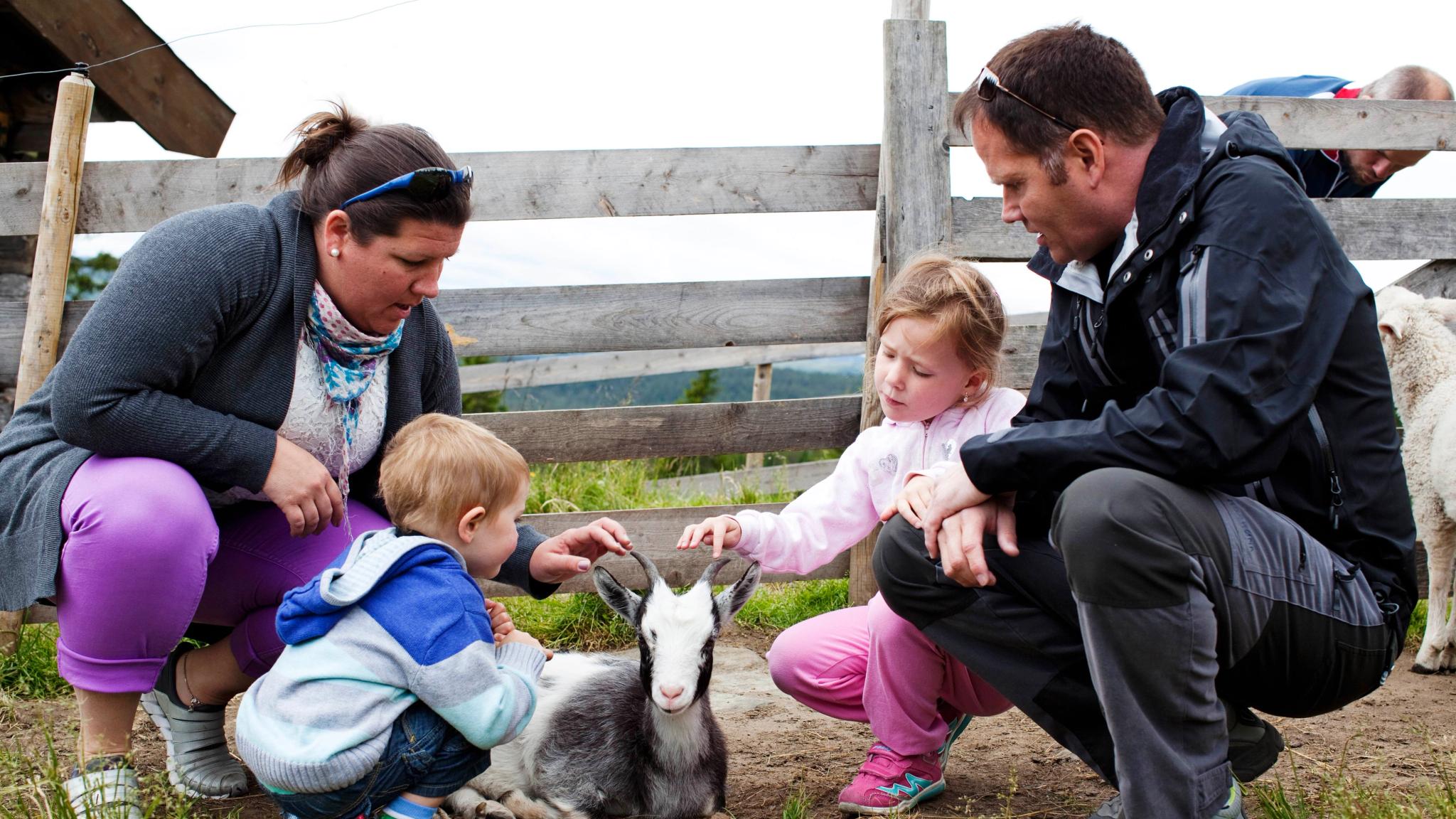 A family petting farm animals at Håvardsrud summer farm in Rjukan in Telemark, Eastern Norway