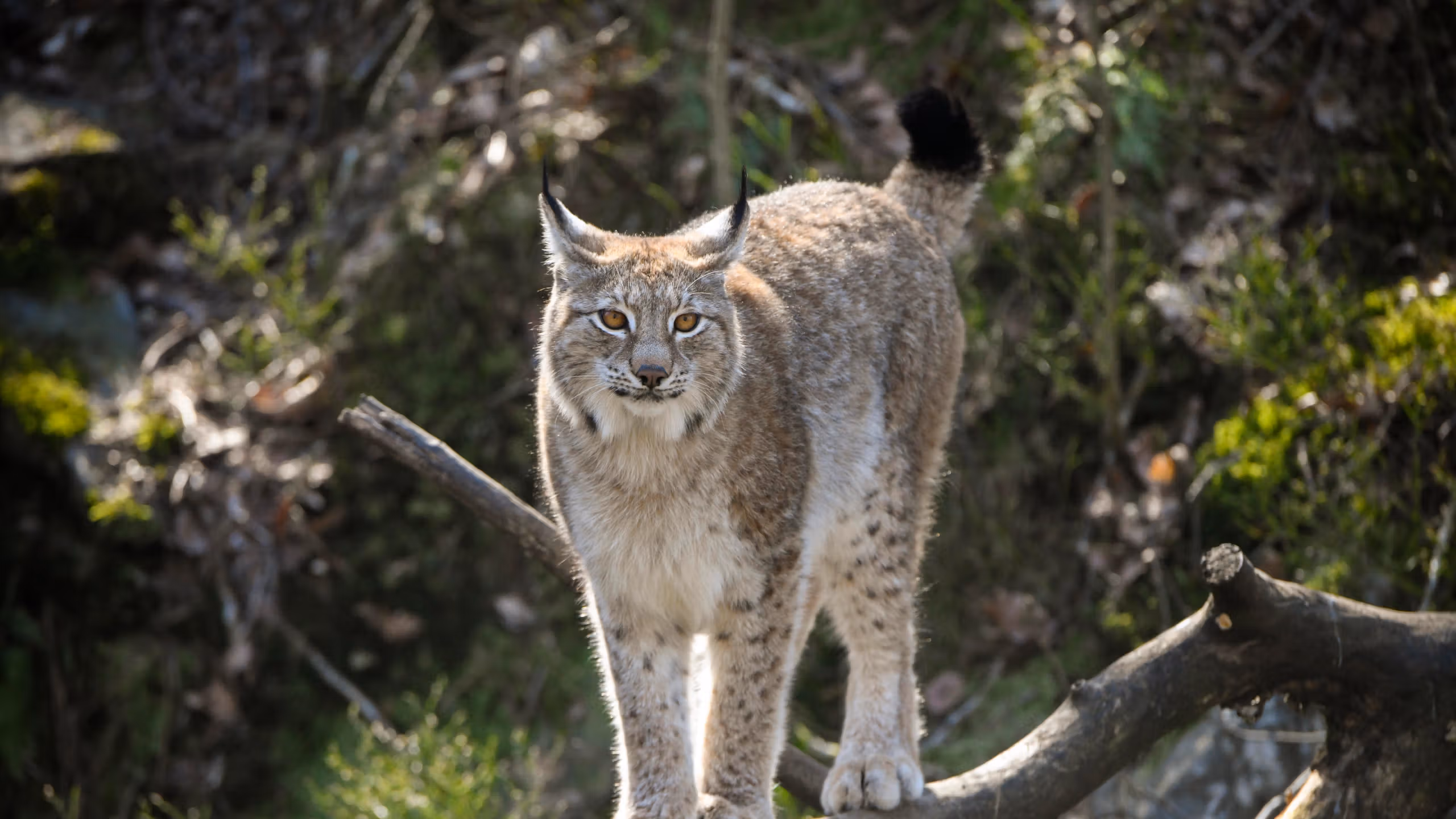 Lynx in Dyreparken Zoo in Kristiansand