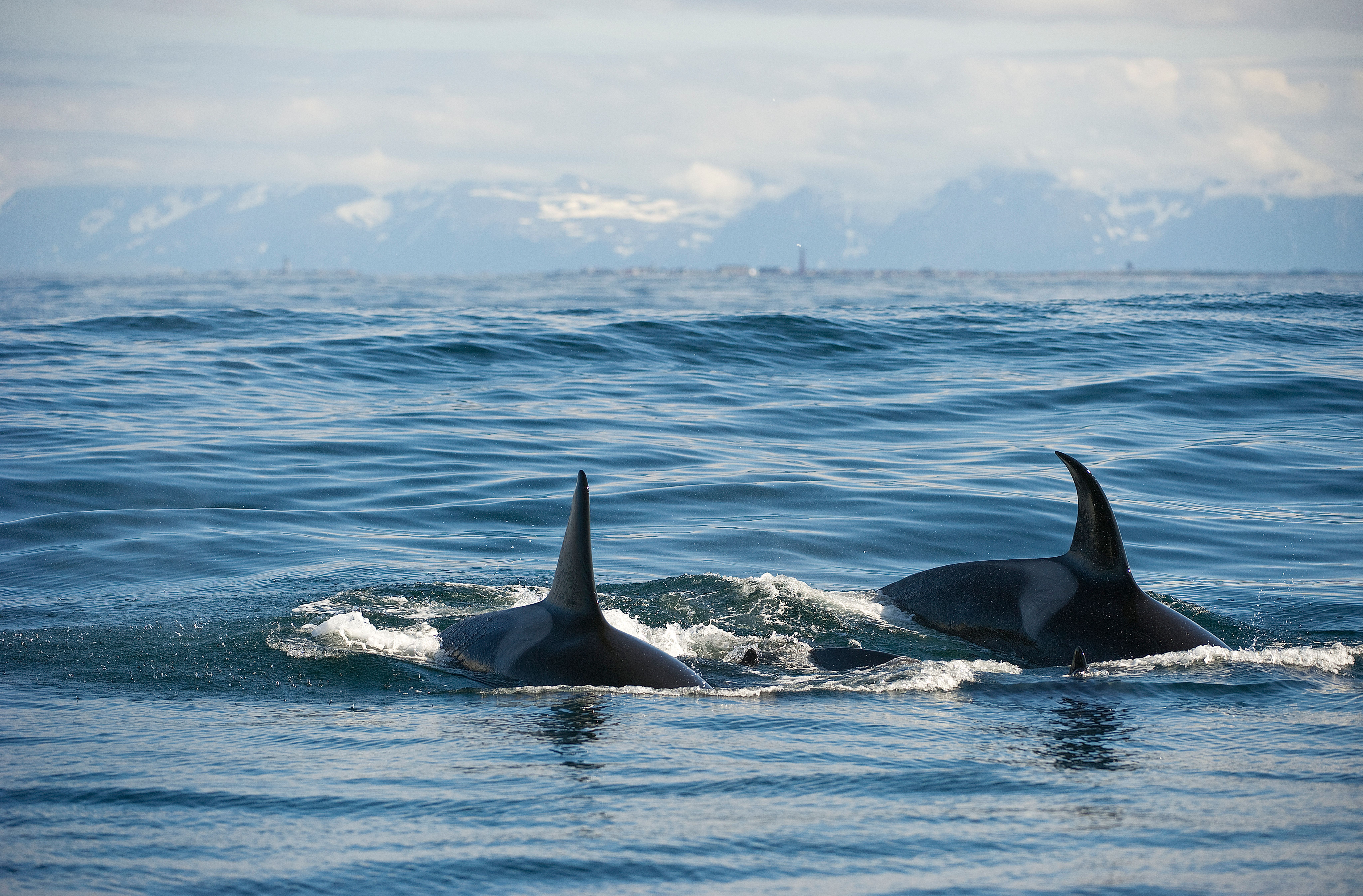 Whale safari