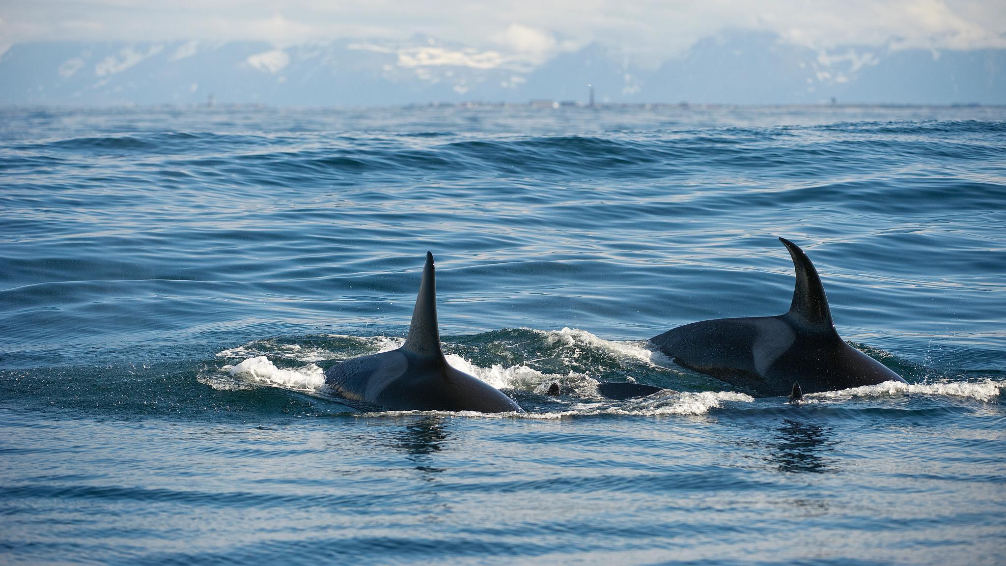 Whale safari