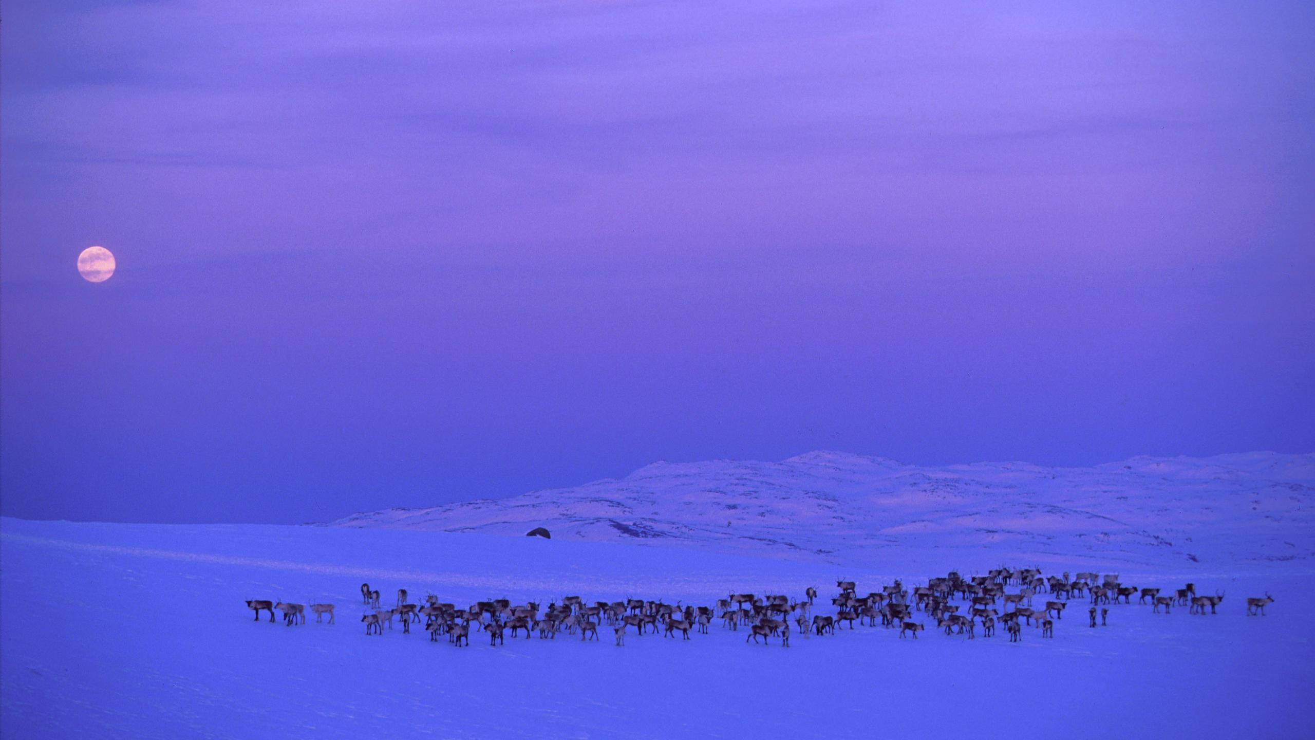 Reinsdyr på Norefjell om vinteren.