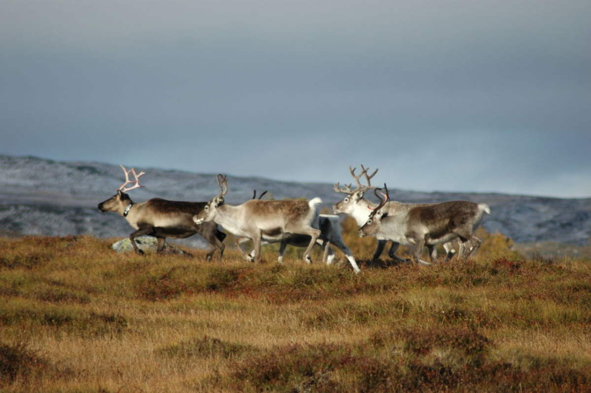 Reindeer along the official "hiking across Norway"-route