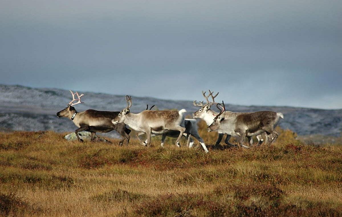 Reindeer along the official "hiking across Norway"-route