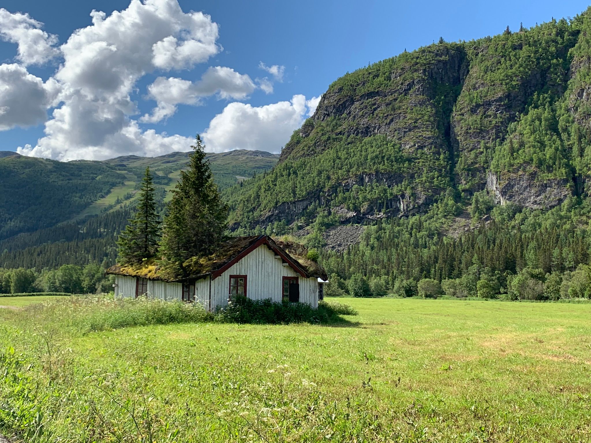 Et hus der det vokser trær gjennom taket i Hemsedal på Østlandet