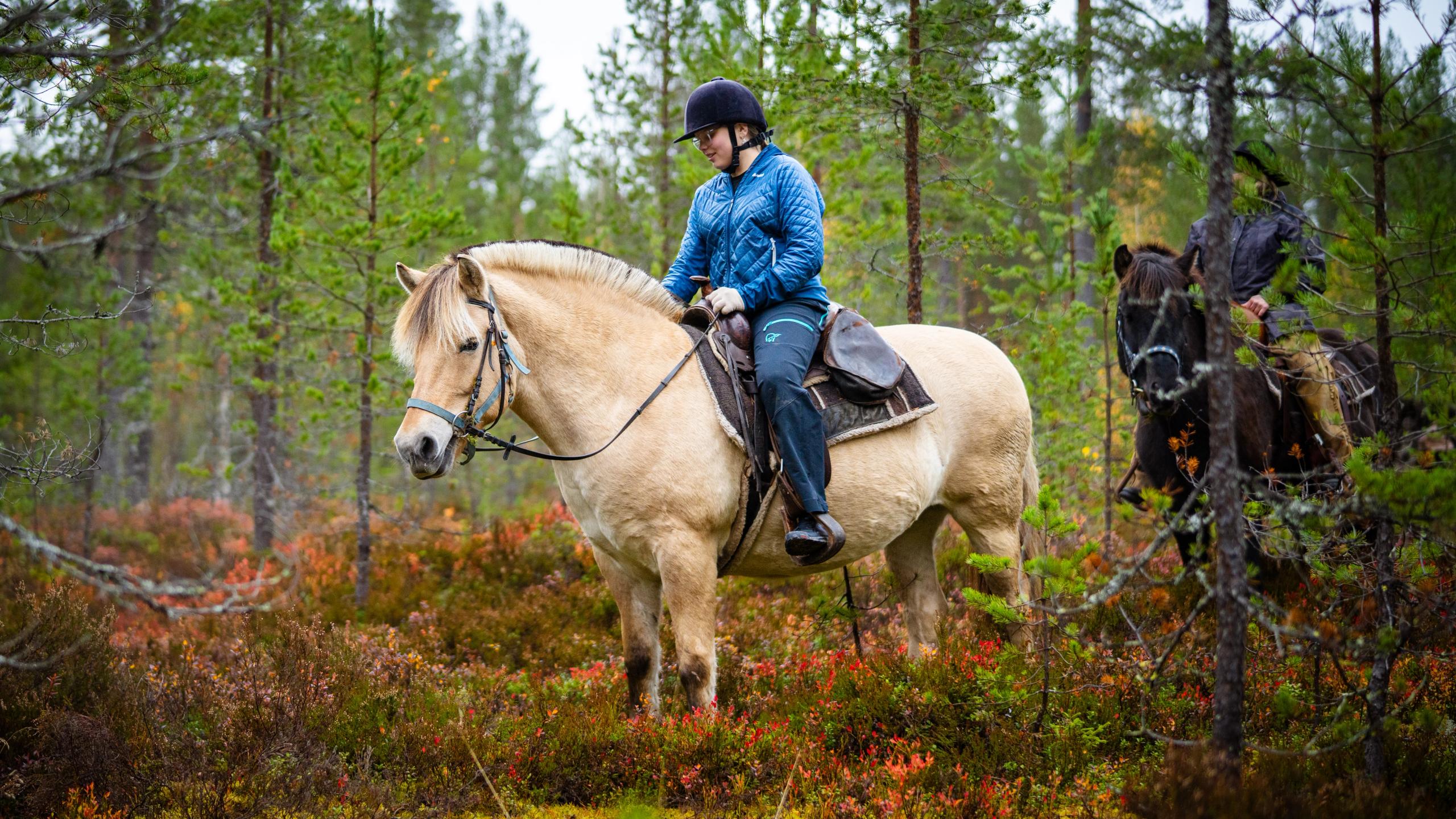 A girl riding a Fjord horse.