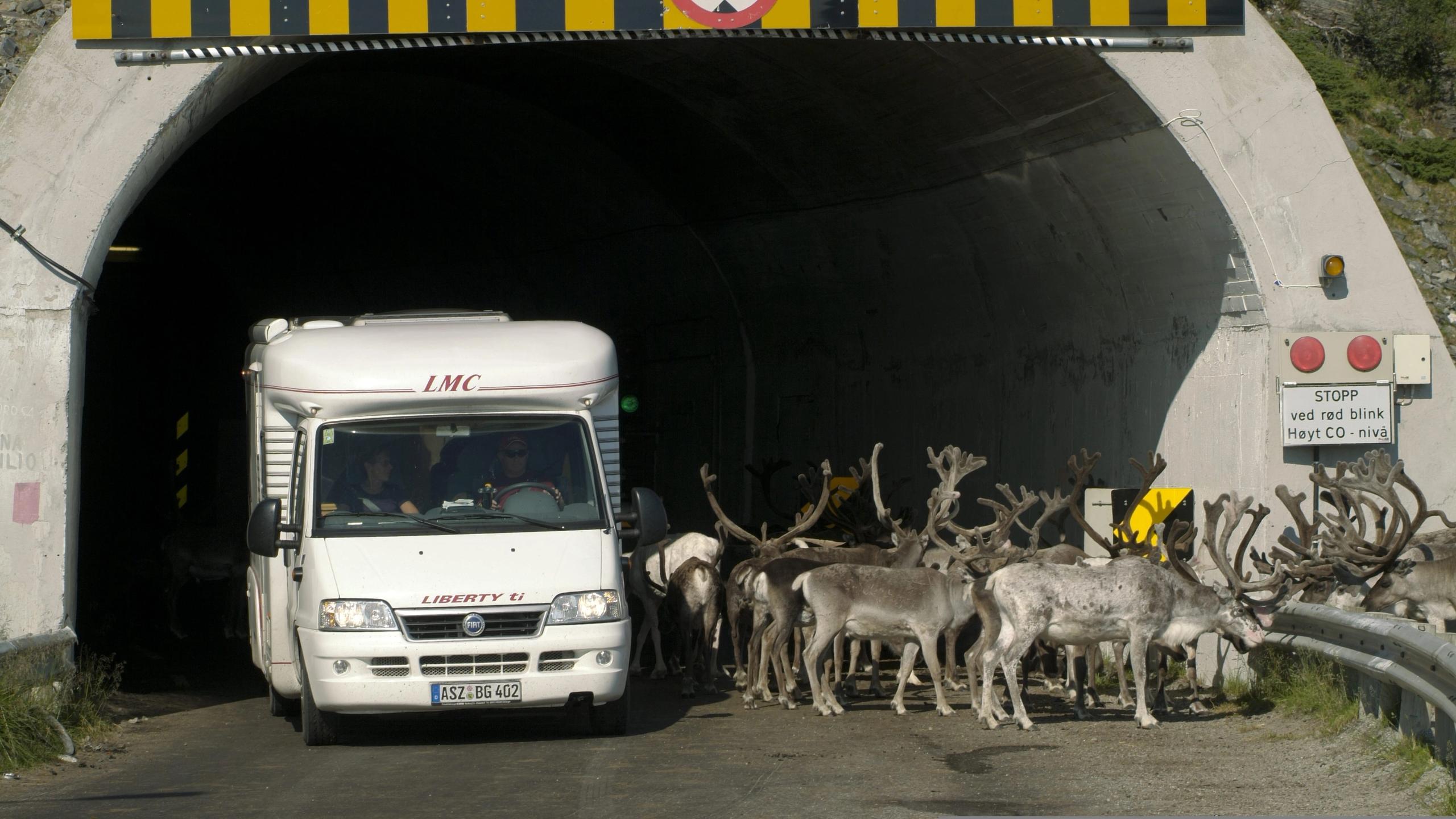 Reindeer on the road to North cape