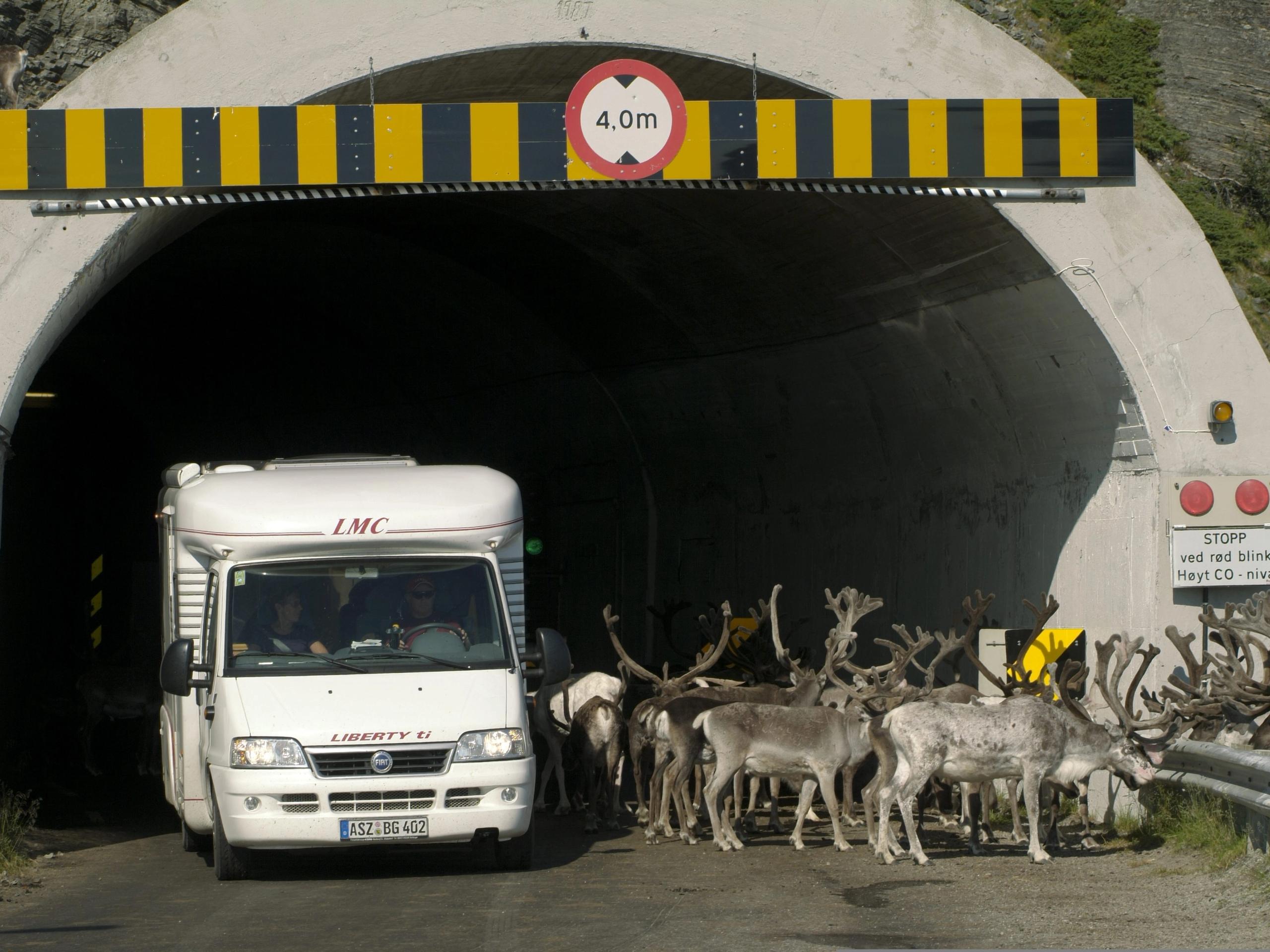 Reindeer on the road to North cape
