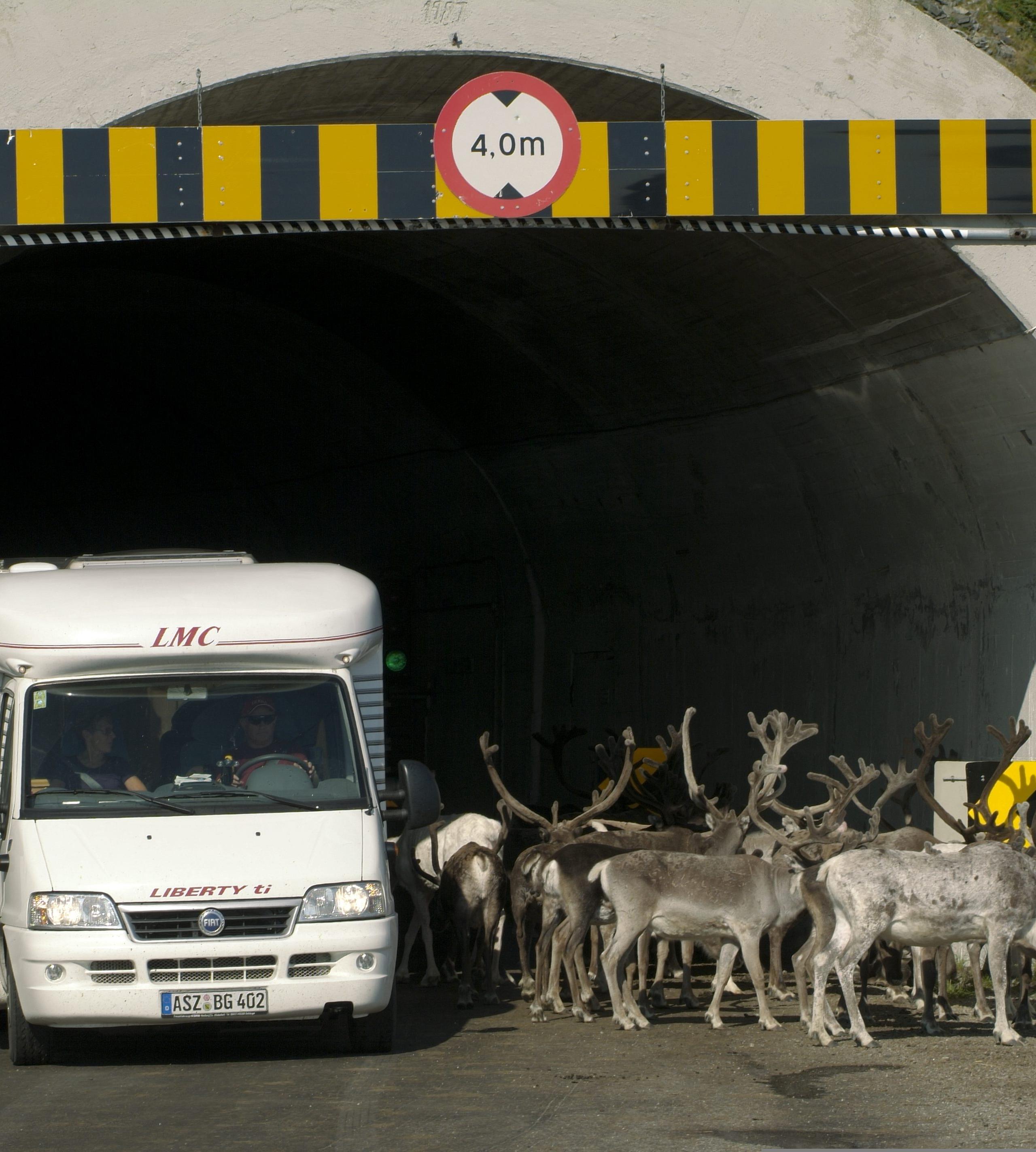 Reindeer on the road to North cape