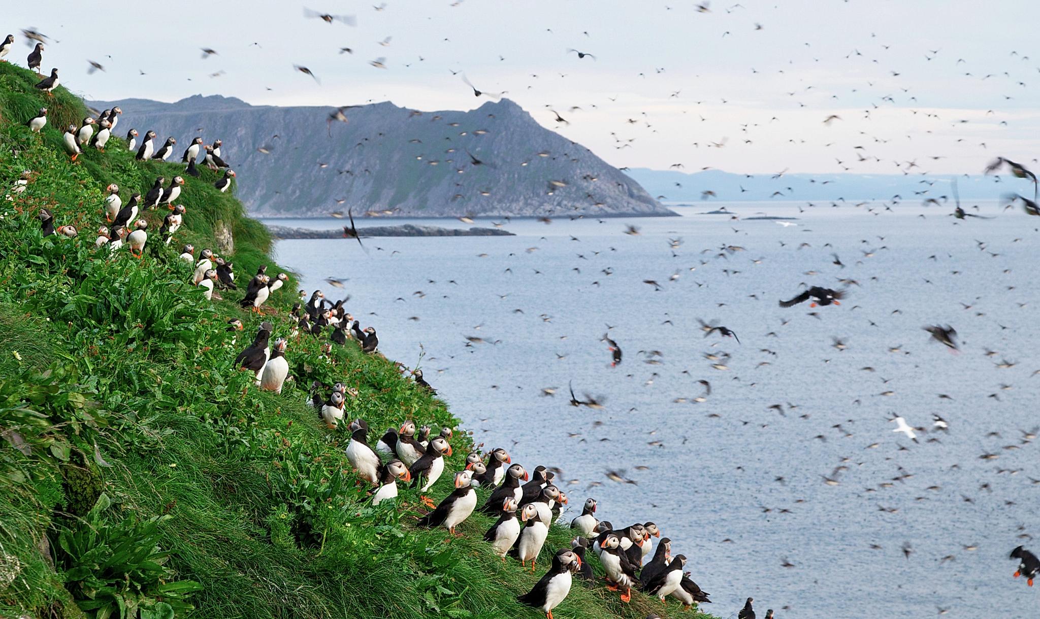 Puffins at Gjesværstappan nesting cliffs in Nordkapp, Northern Norway