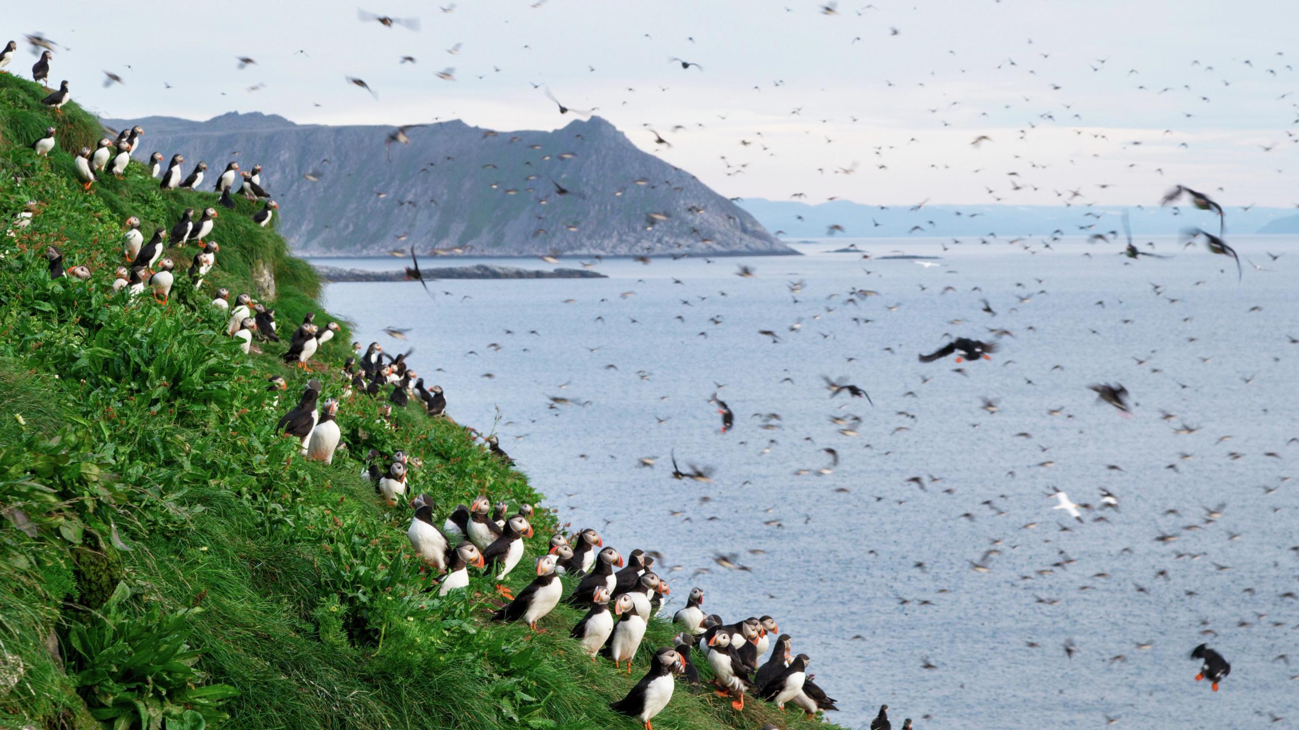 Papageientaucher bei Gjesværstappan nisten auf den Klippen des Nordkap, Nordnorwegen