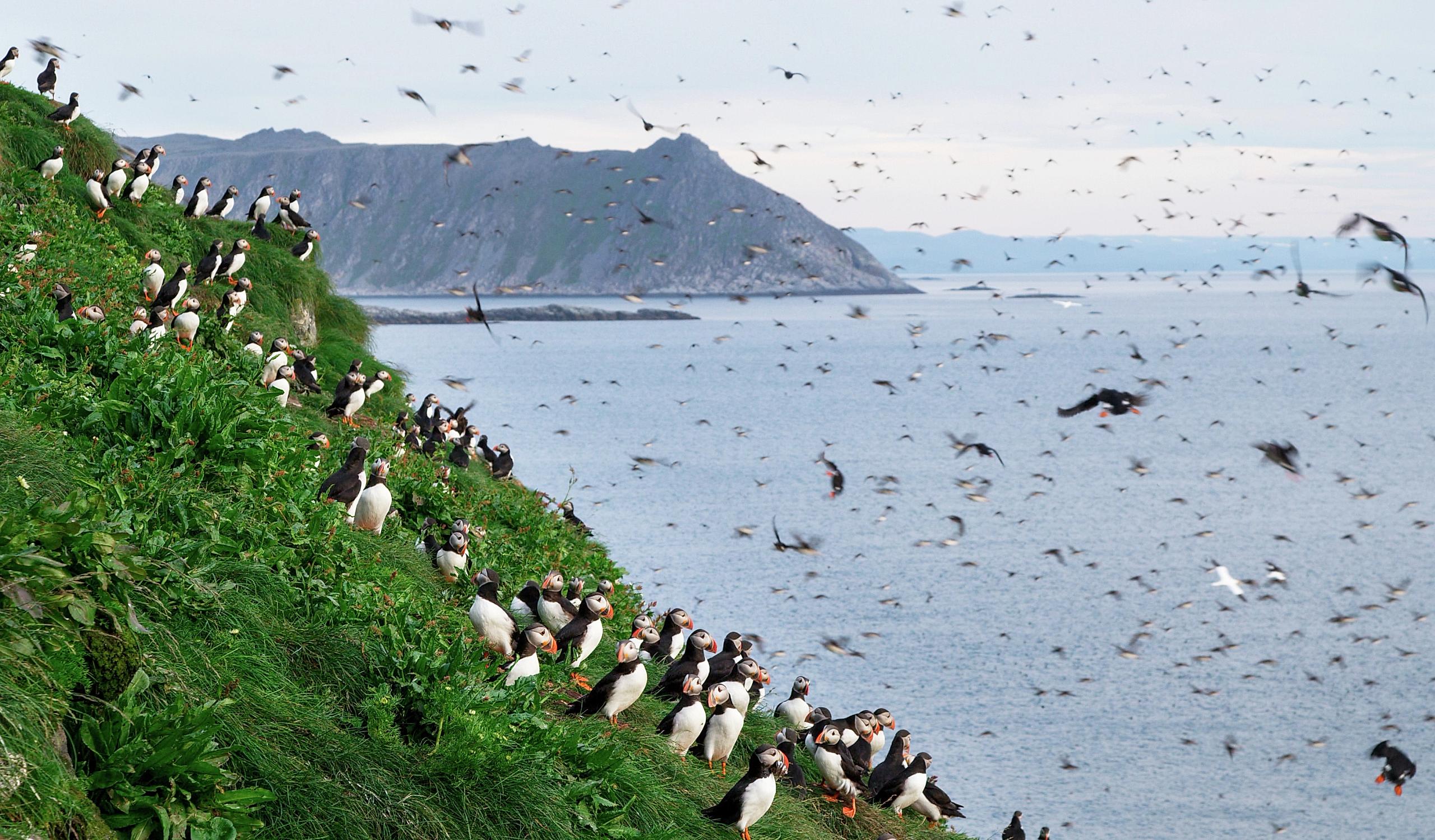 Puffins at Gjesværstappan nesting cliffs in Nordkapp, Northern Norway