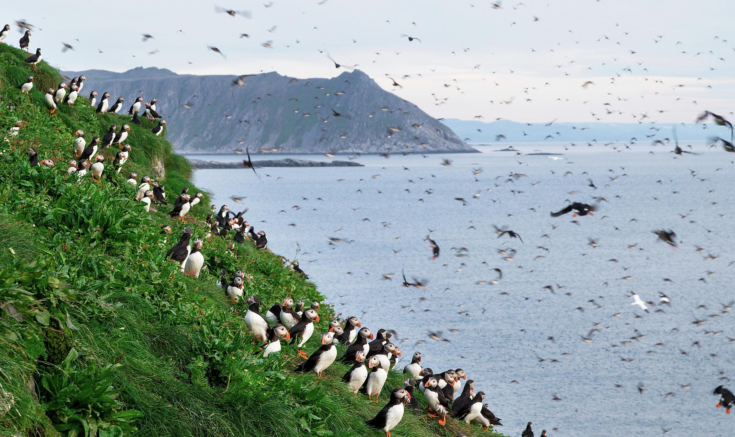 Papageientaucher bei Gjesværstappan nisten auf den Klippen des Nordkap, Nordnorwegen