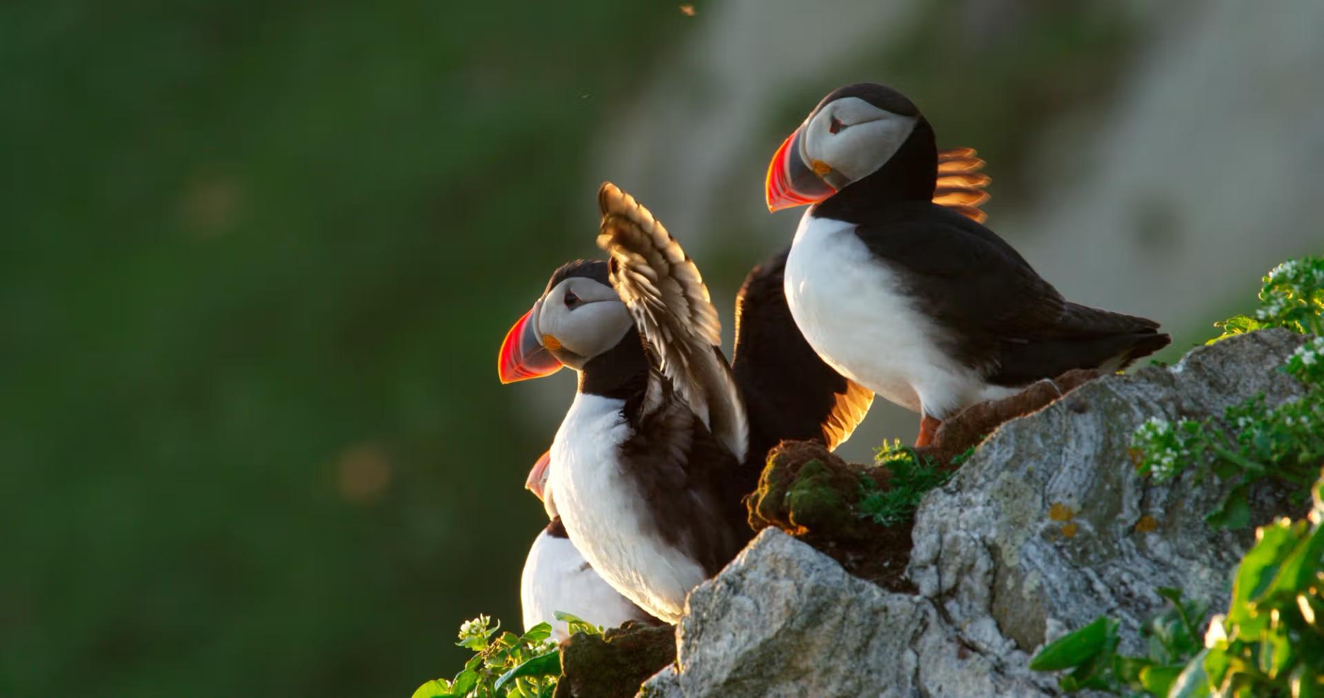 Two puffins on a cliff 