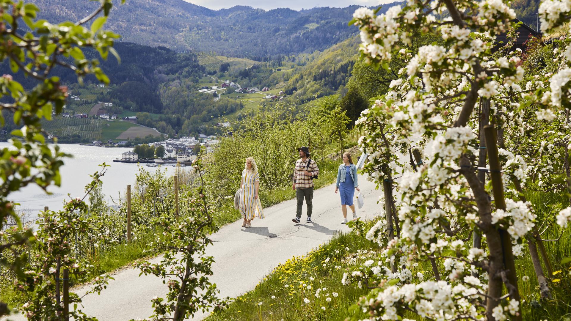 Three people walking in a orchard in hardanger