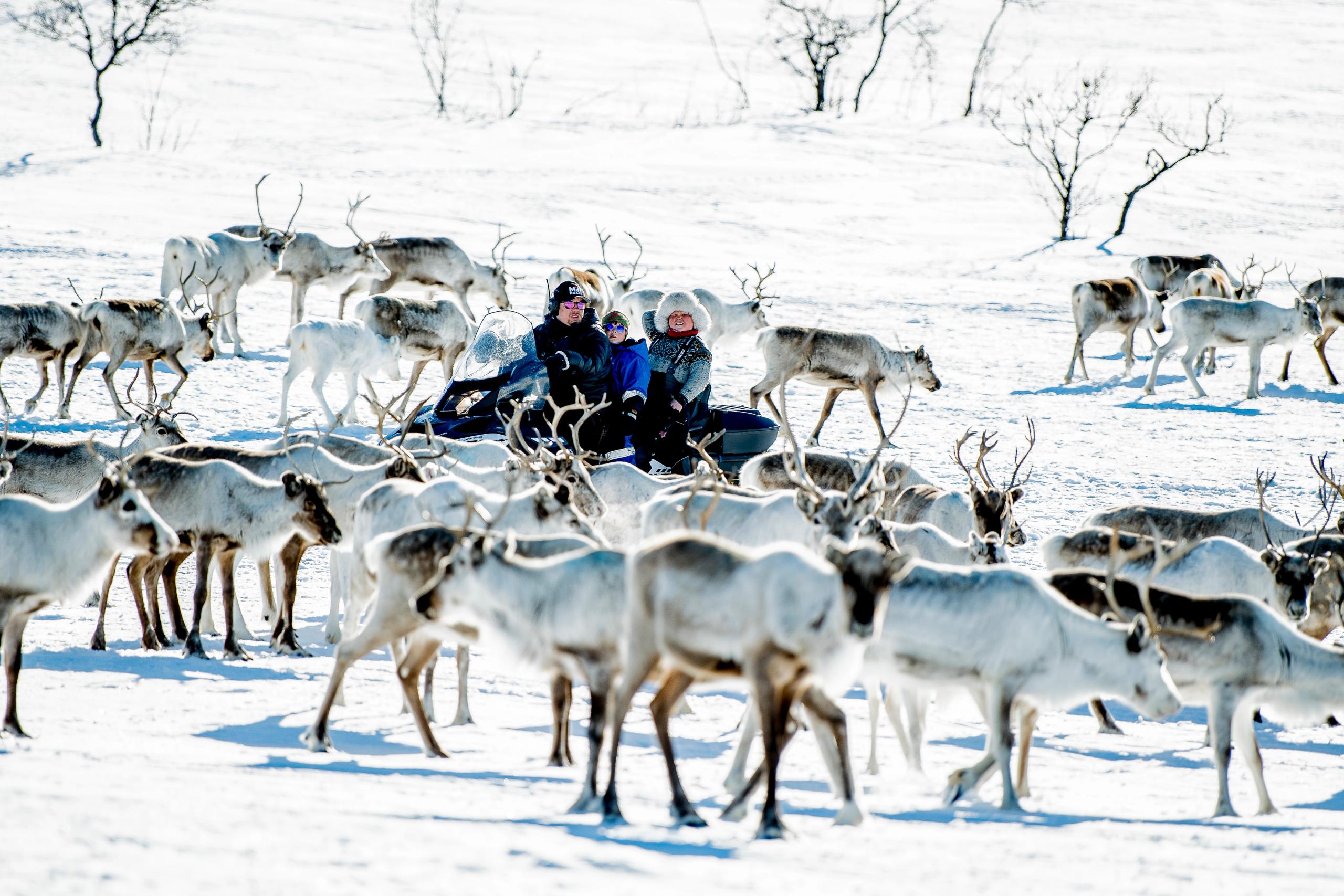 Finnmarksvidda