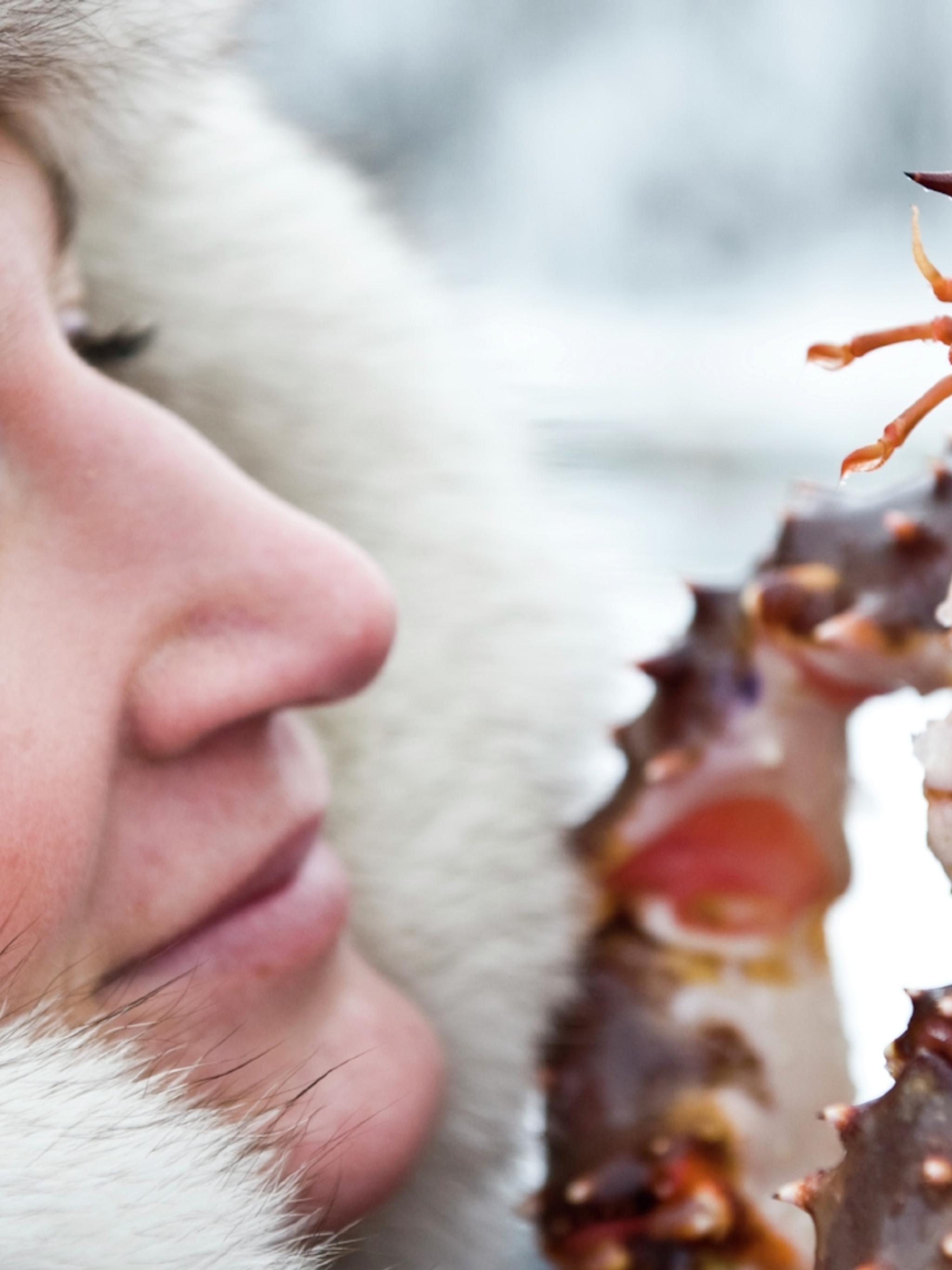 King crab Kirkenes