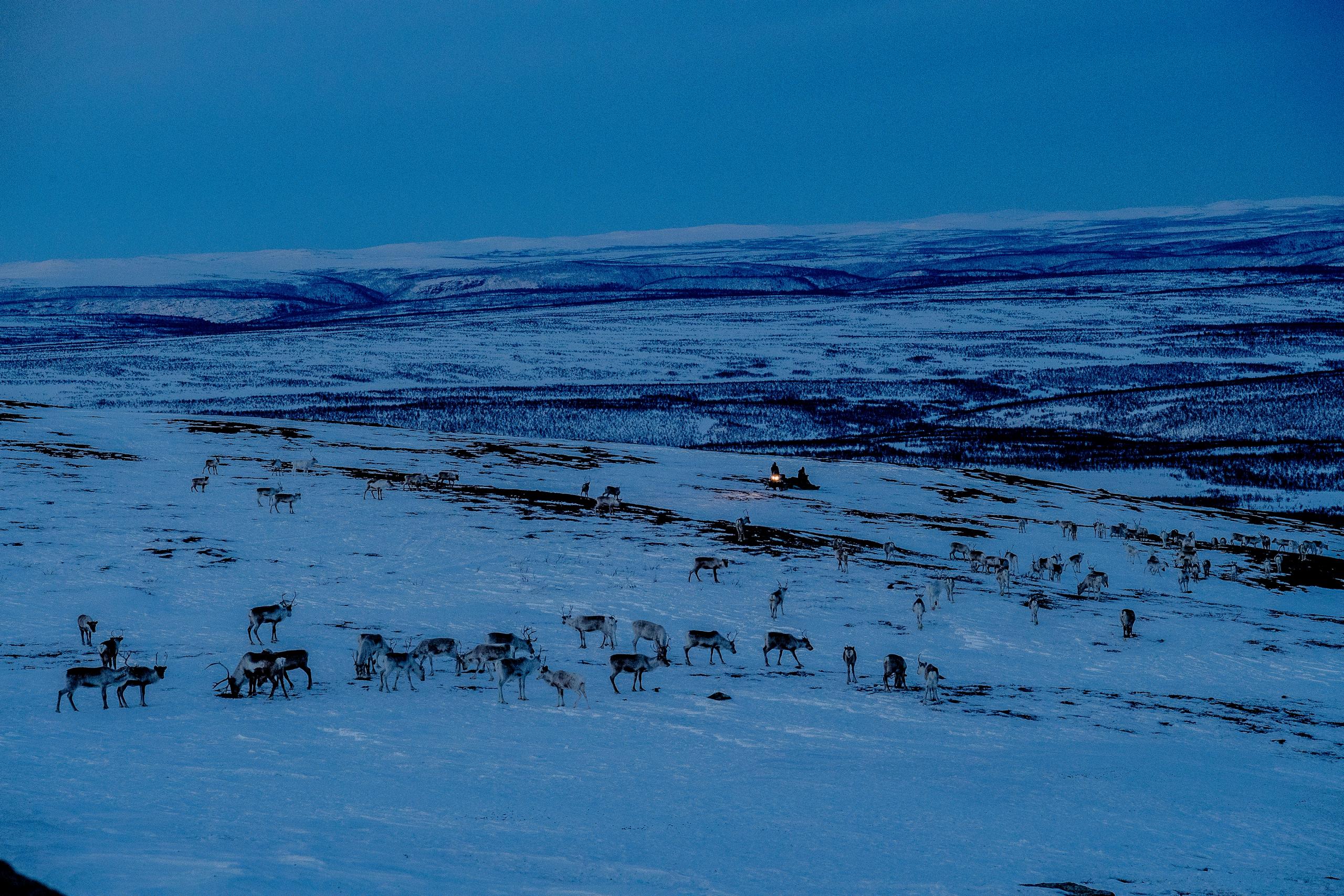 Finnmarksvidda