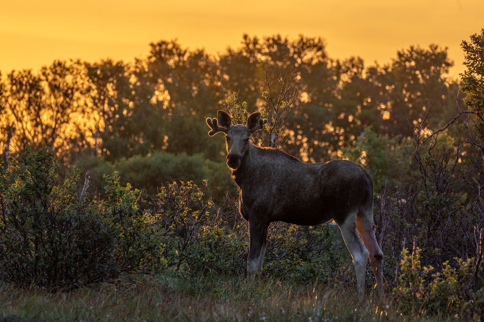 A moose in Andøya, Norway