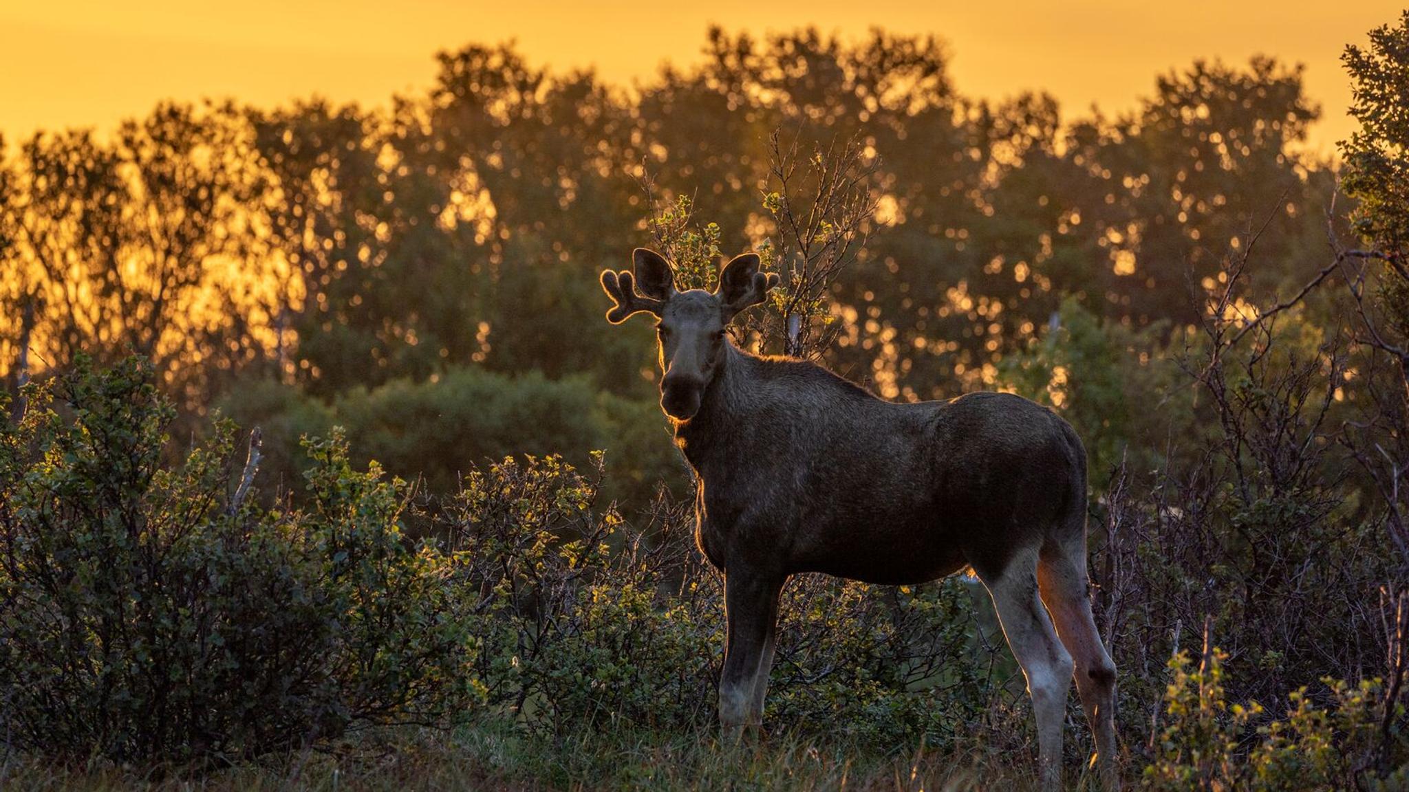 A moose in Andøya, Norway