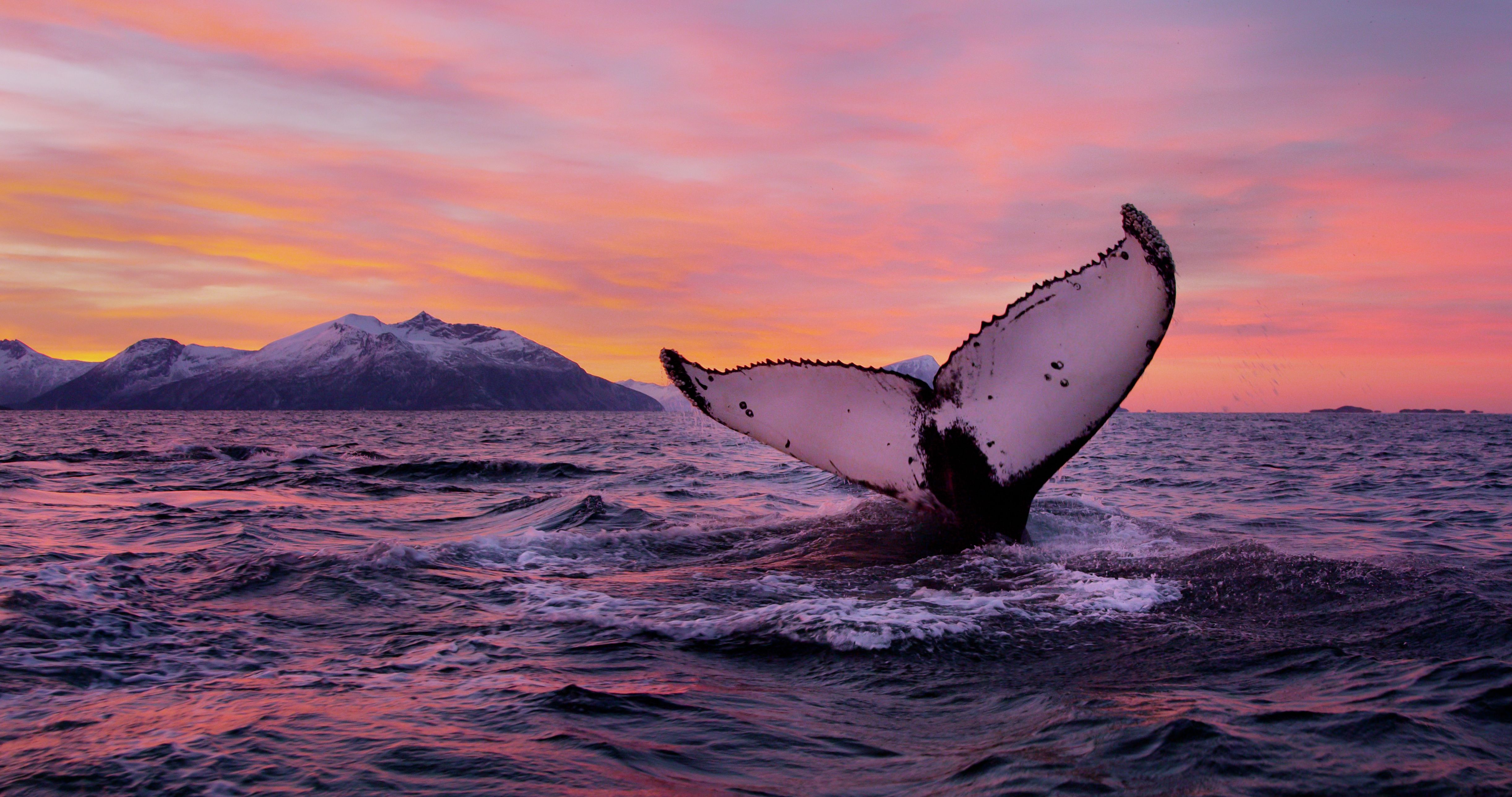 Humpback whale