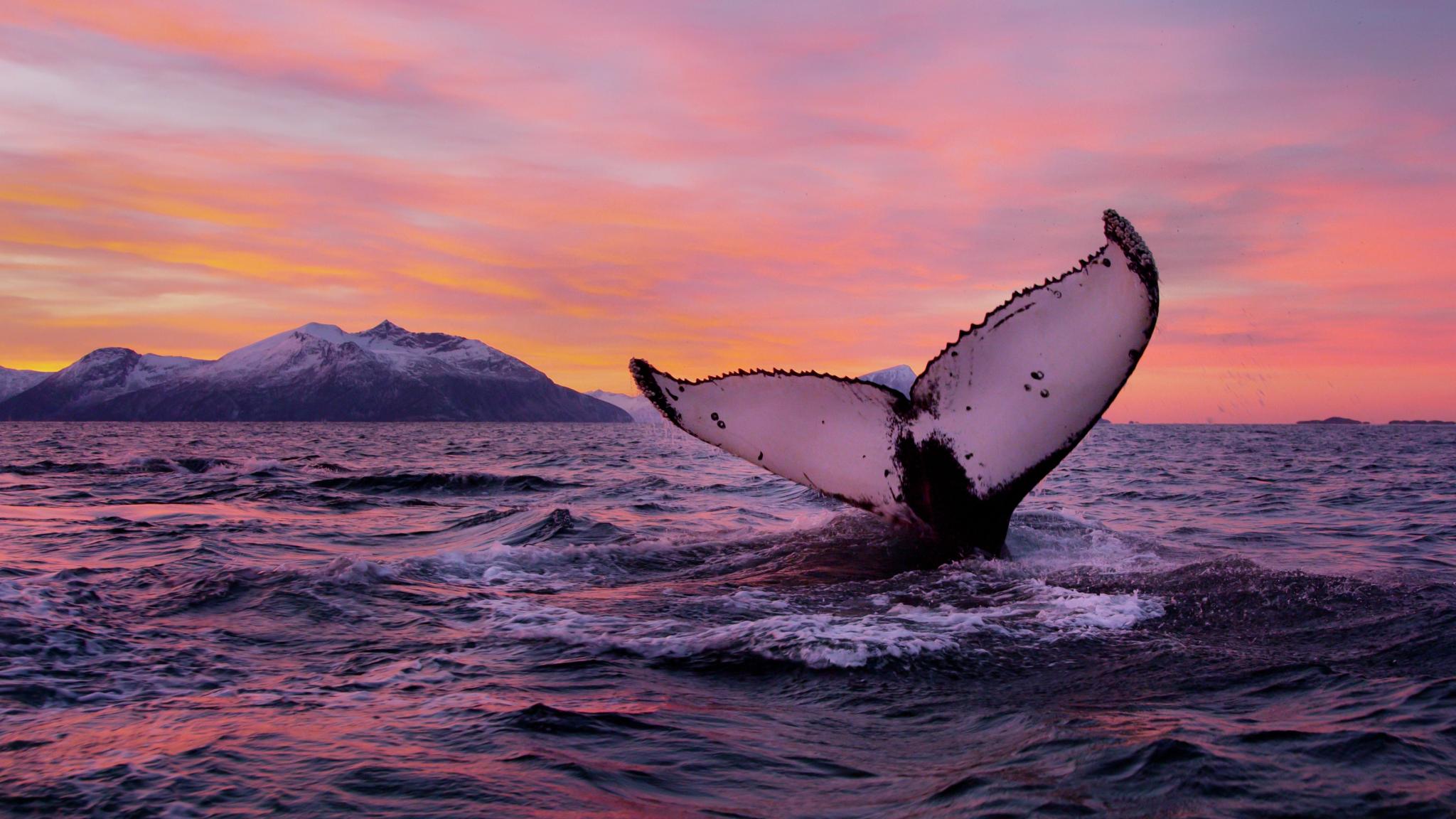 Humpback whale
