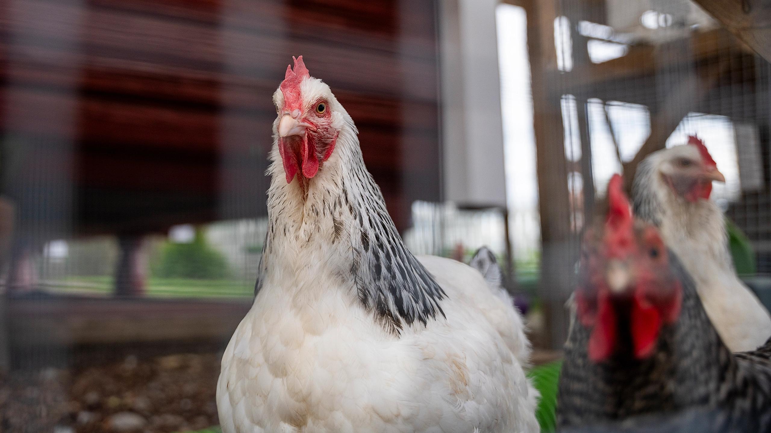 Chickens at Skarstad Gartneri