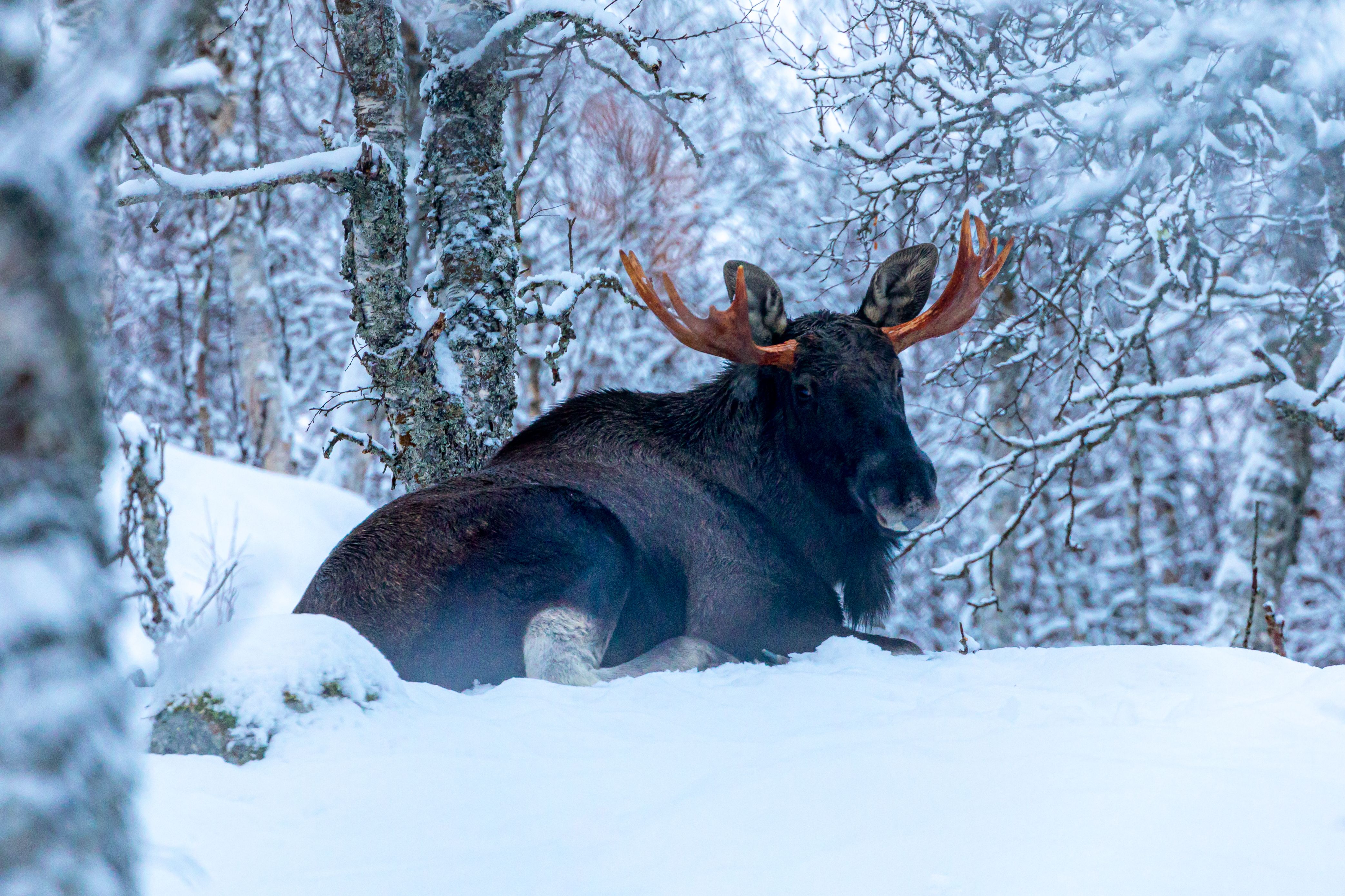 Moose in the snow