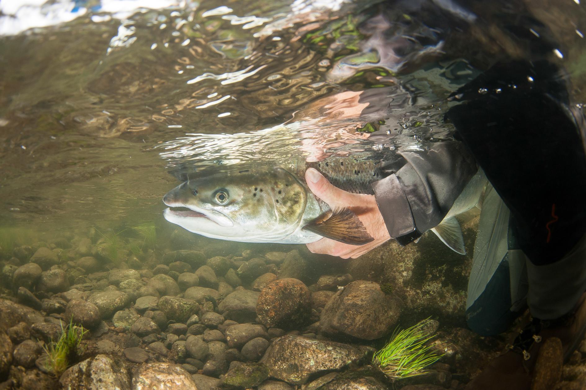 En person holder en laks under vann i Bolstadelva i Voss på Vestlandet