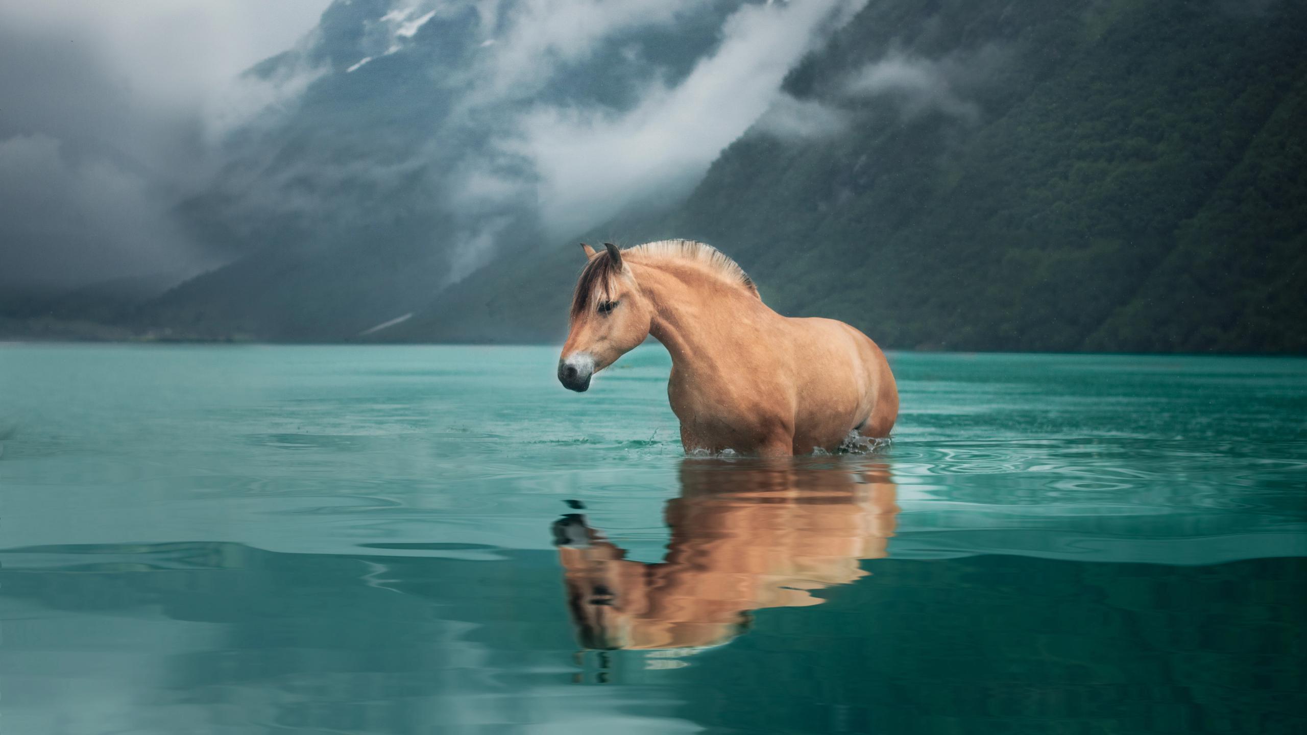 Ein Fjordpferd steht im türkisen Wasser umgeben von Bergen in Fjord Norwegen