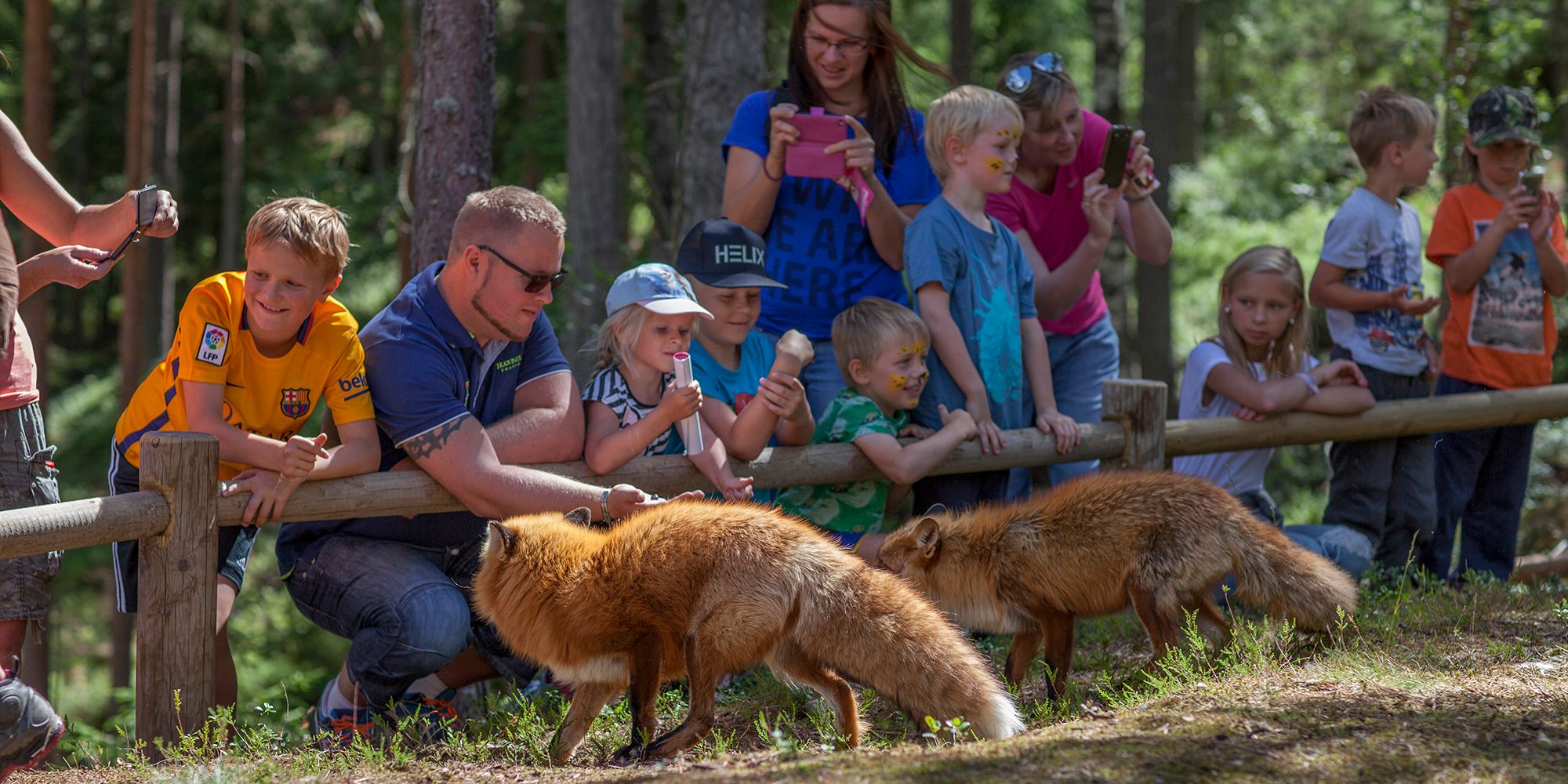 A group of people watching two foxes in the Bear park (Bjørneparken) in Flå in Hallingdal, Eastern Norway