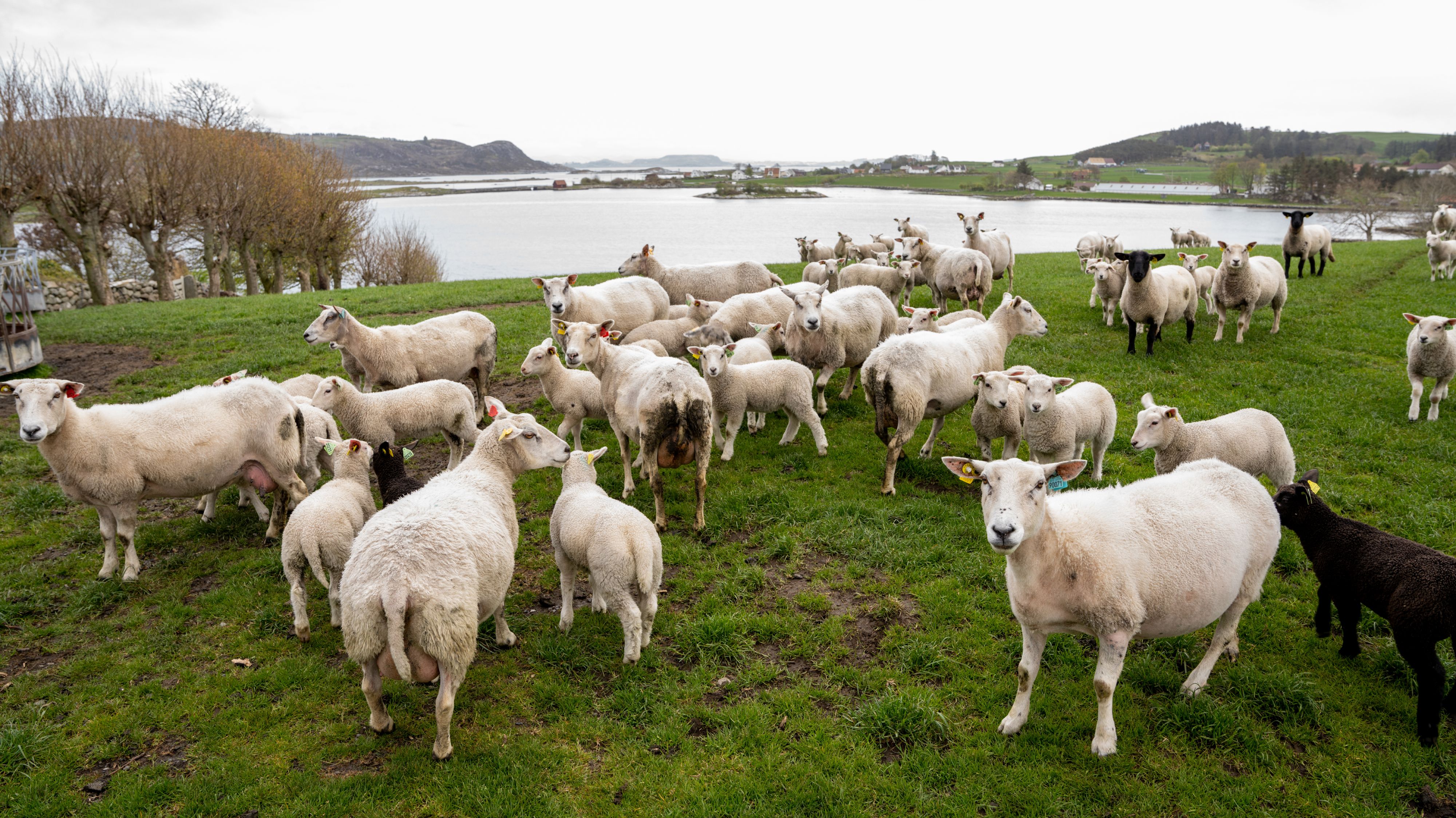 Lam fra Klostergarden, Mosterøy, Vestlandet, Norge.