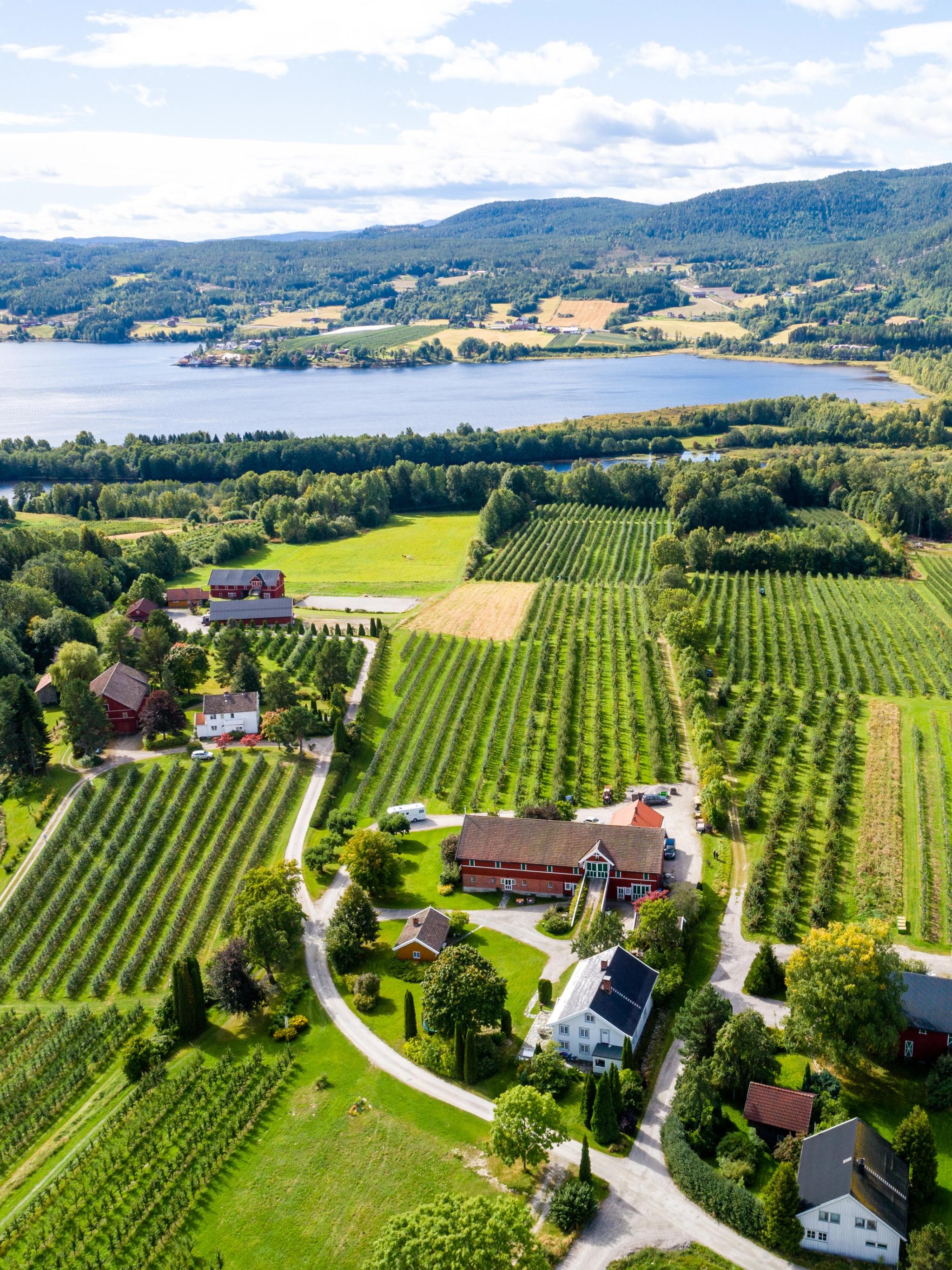 Et flyfoto av fruktåkrene i Gvarv i Telemark på Østlandet