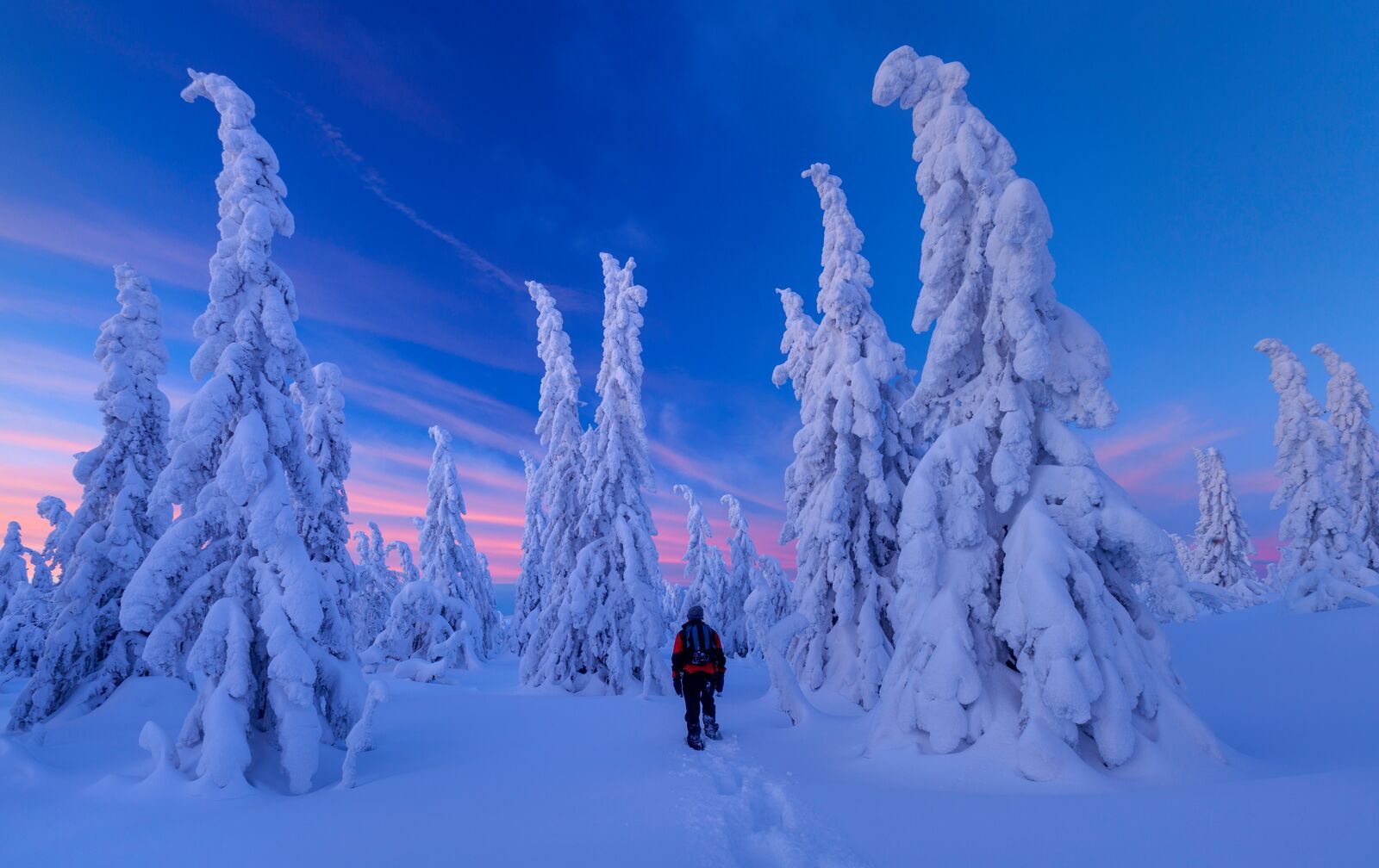 Person walking into snow covered landscape in Jønnbuflåtin Lifjell, Eastern Norway