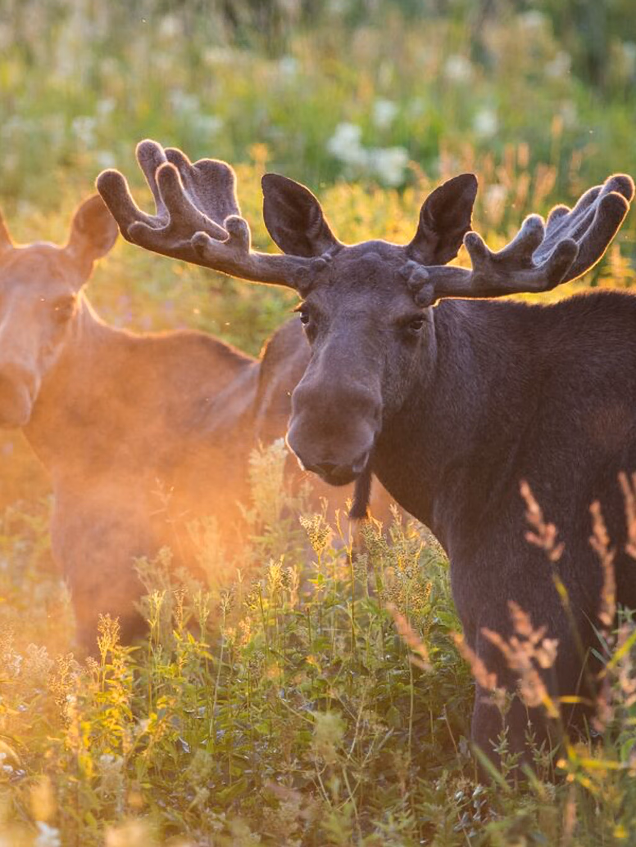 Two moose out in nature during summer in Norway