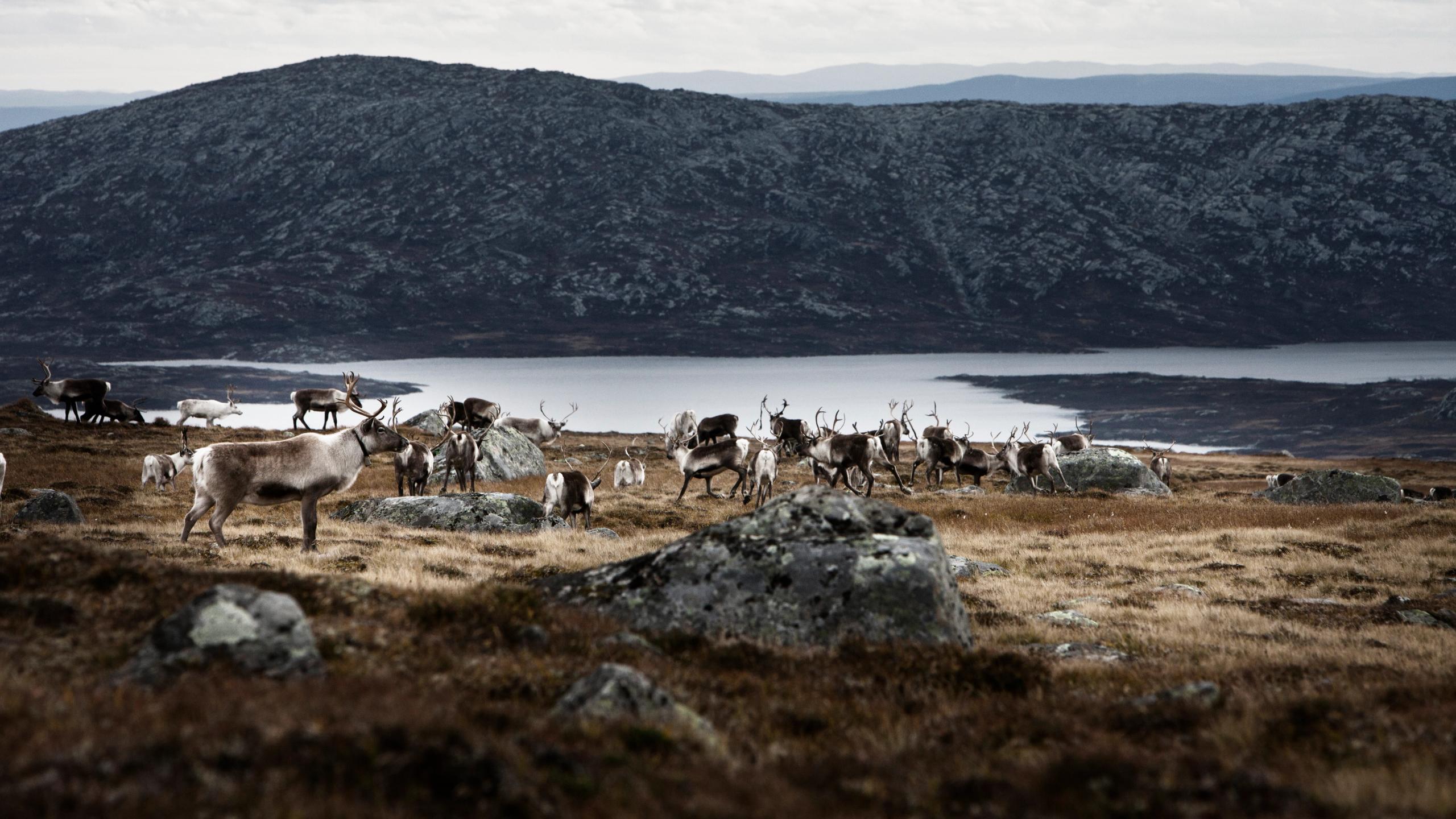 A flock of reindeer in a hilly field near a lake, Valdresflye