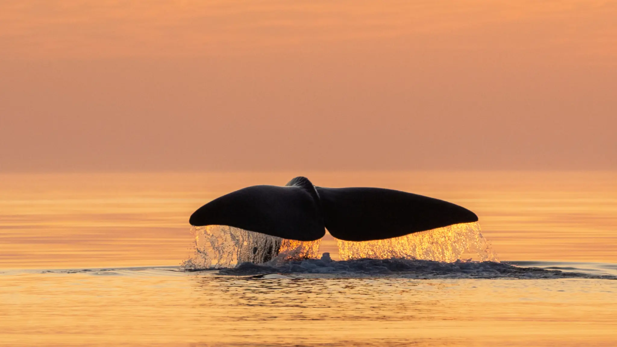 Whale tale above the water outside of Andøya in Vesterålen, Northern Norway