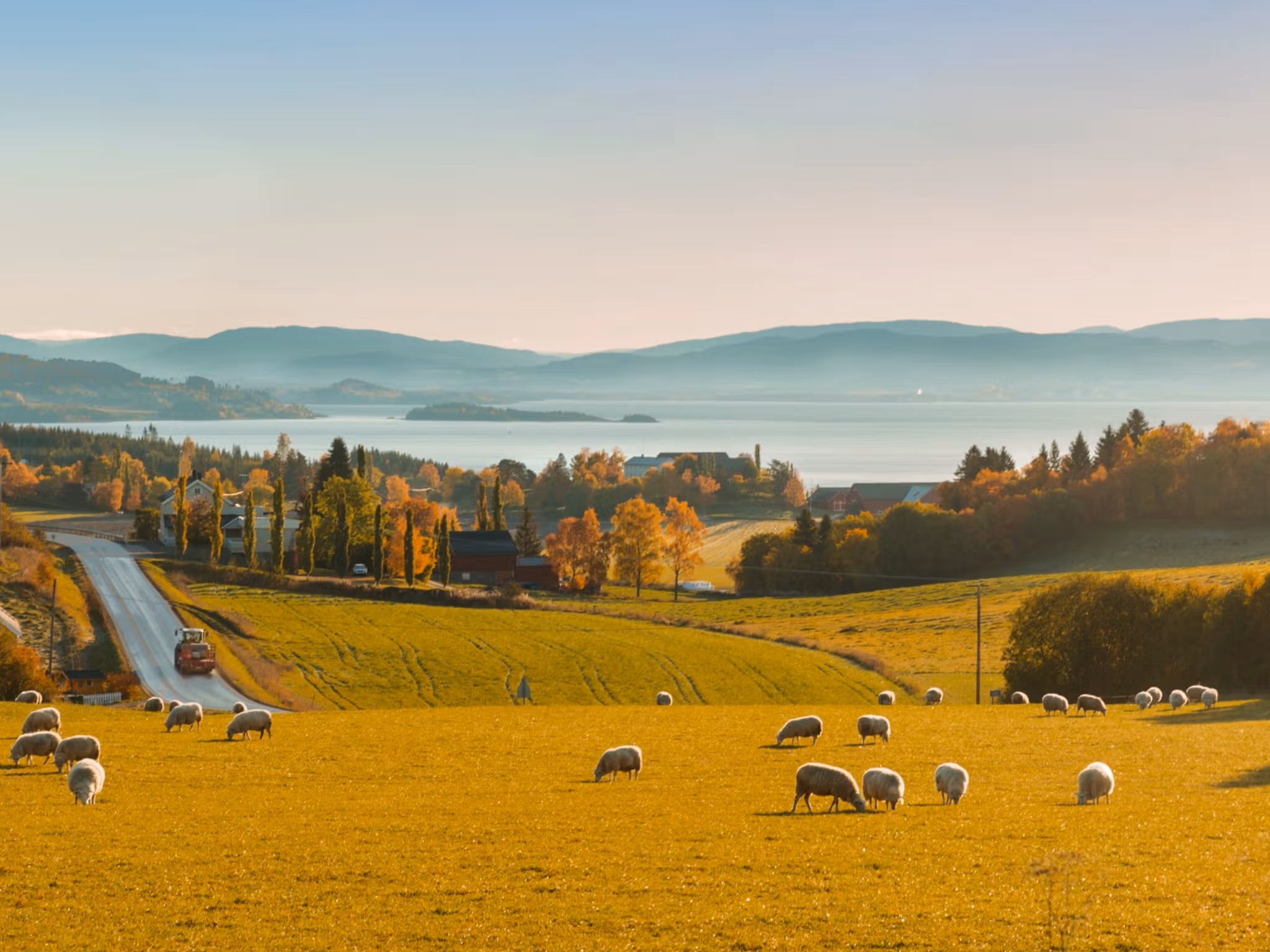 Beautiful views and sheep grazing at The Golden Road at Inderøy in Trøndelag