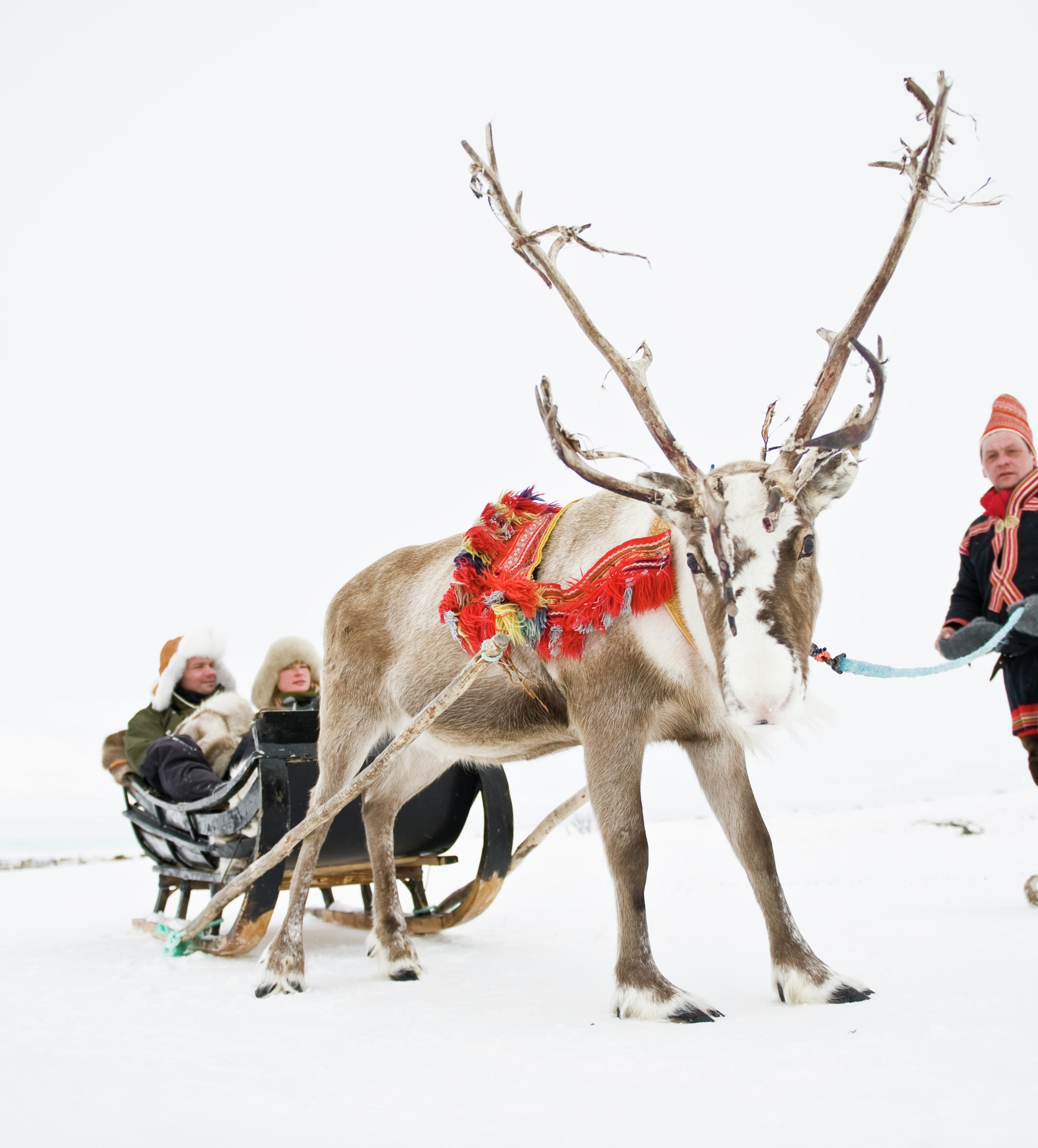 Couple driving reindeer sledge, Finnmark