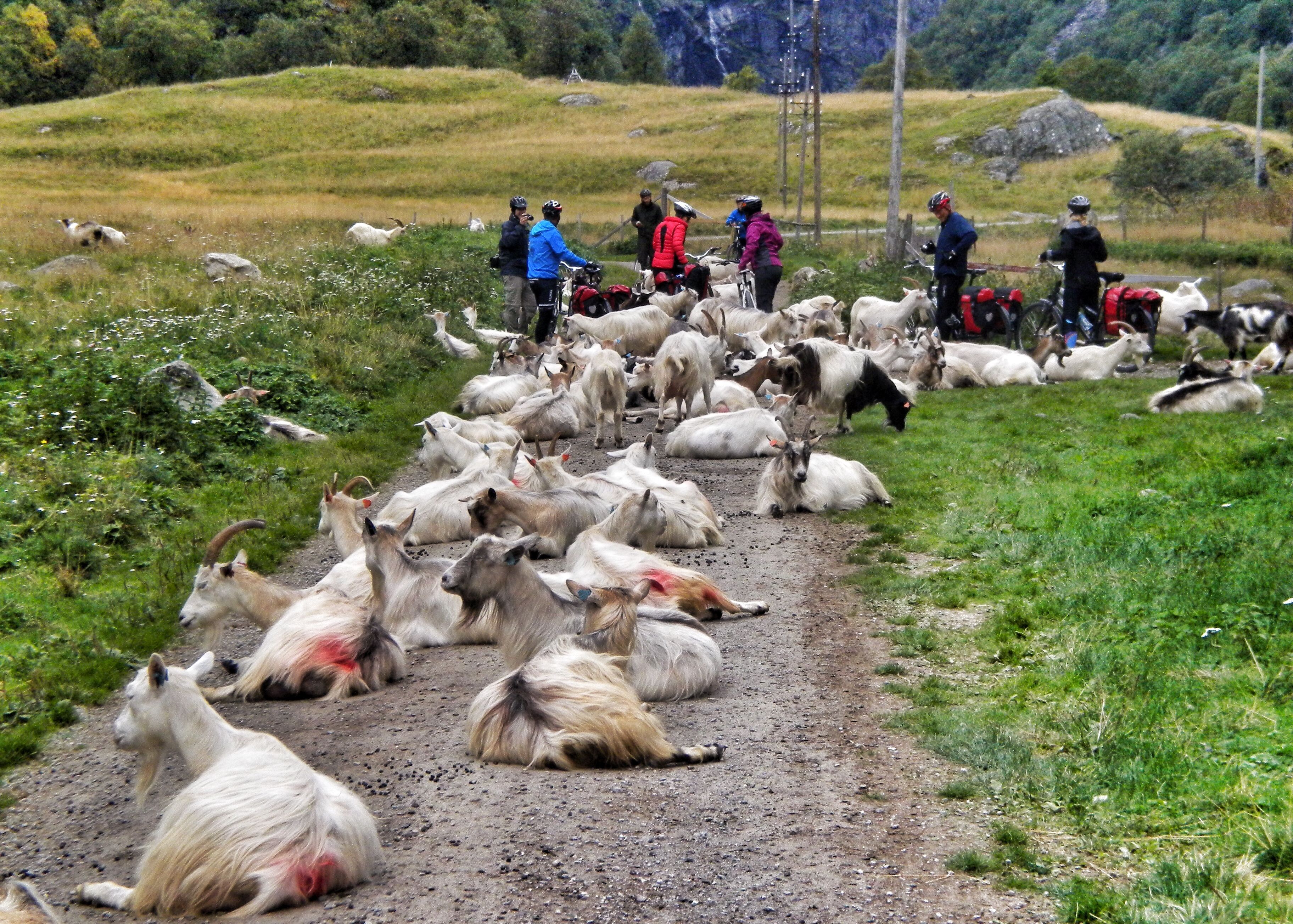 En grupp cyklister möter en flock getter på cykelvägen Rallarvegen i regionen Fjord Norge (Vestlandet)