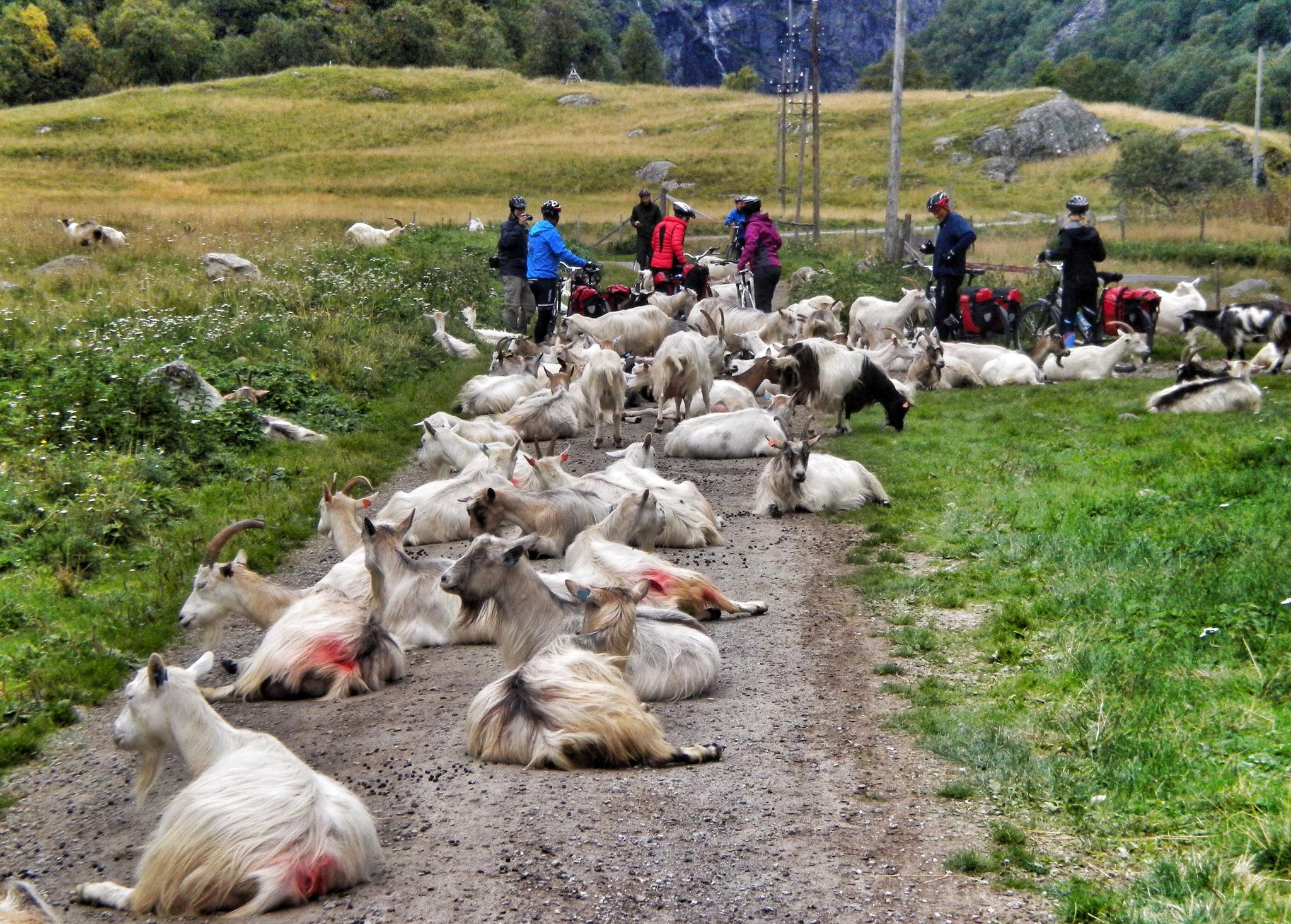 En grupp cyklister möter en flock getter på cykelvägen Rallarvegen i regionen Fjord Norge (Vestlandet)