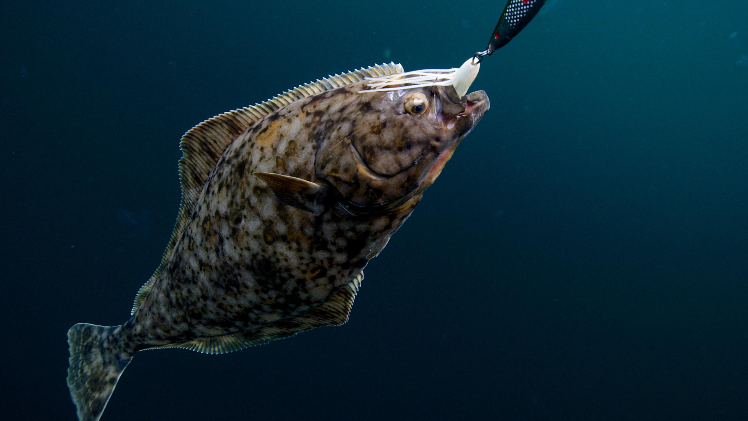 En kveite på kroken i havet