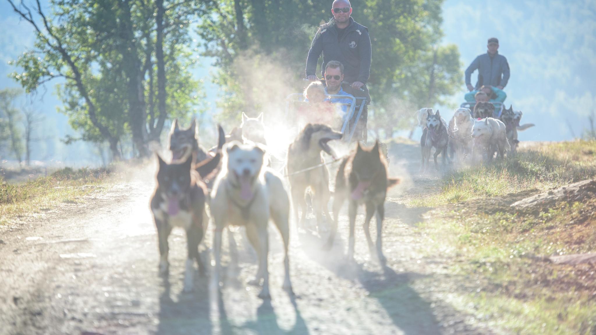 Varias personas montan en trineos tirados por perros en Hallingdal, Este de Noruega, en un día de verano.