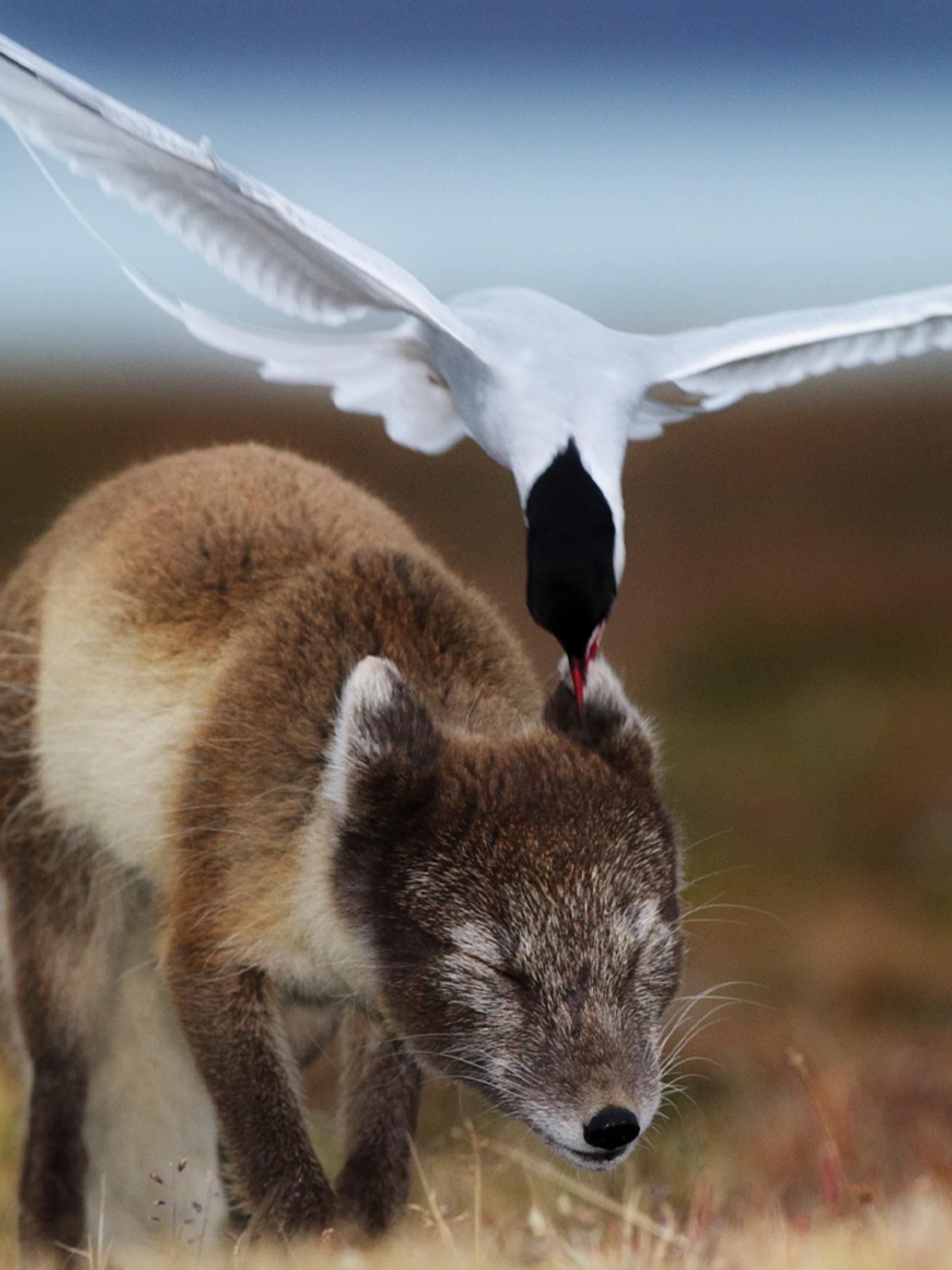 Animals on Svalbard, Norway