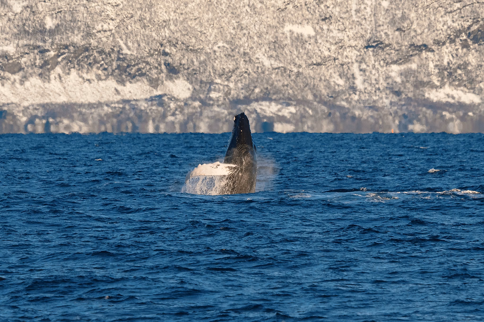 A great whale in the sea seen from the silent whale watching boat tour by Brim Explorer
